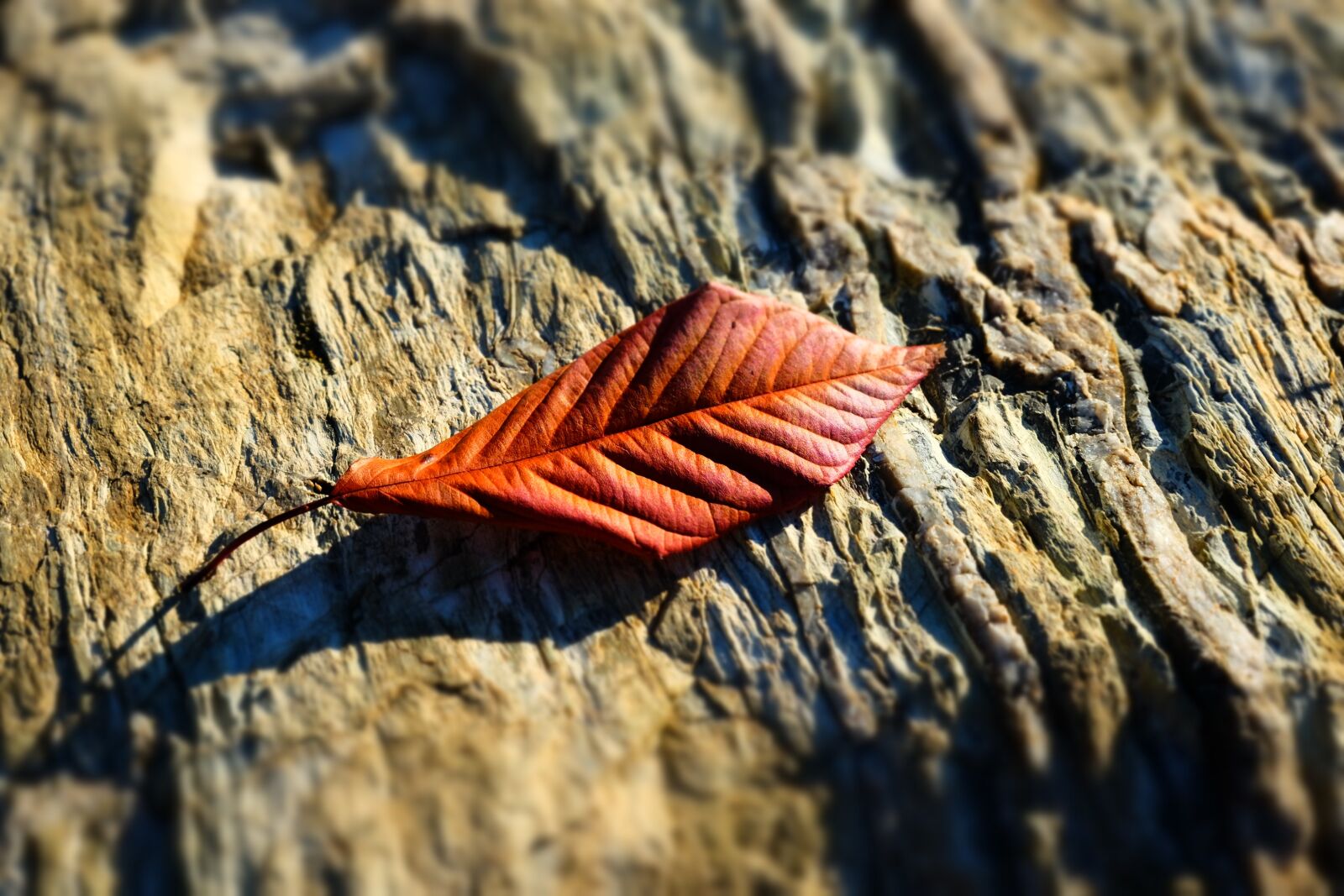 Fujifilm X-T10 sample photo. Dead leaf, winter, stone photography