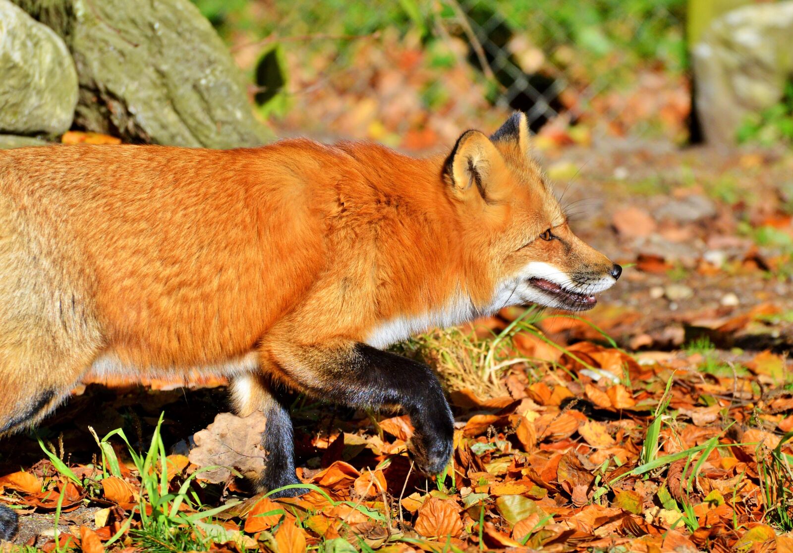 Nikon D3200 sample photo. Red fox, fuchs, wild photography