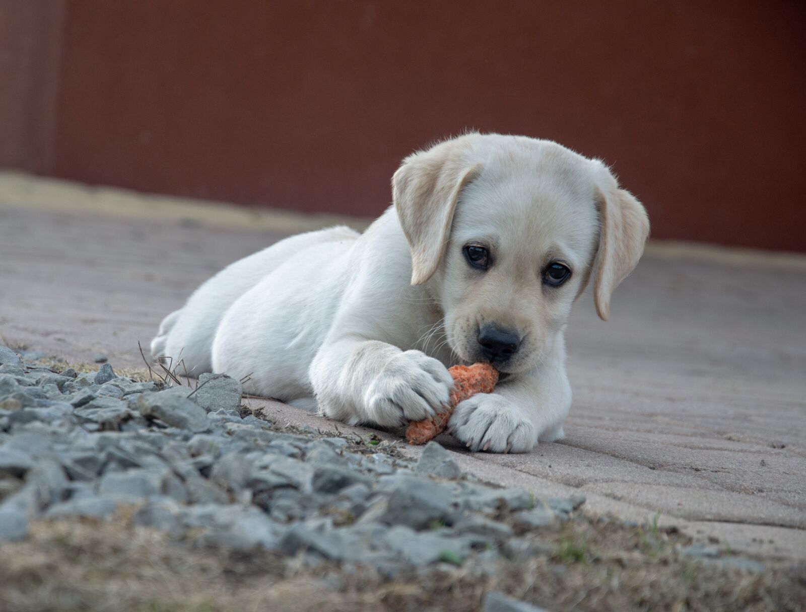 Nikon D3200 sample photo. Dog, carrot, labrador photography