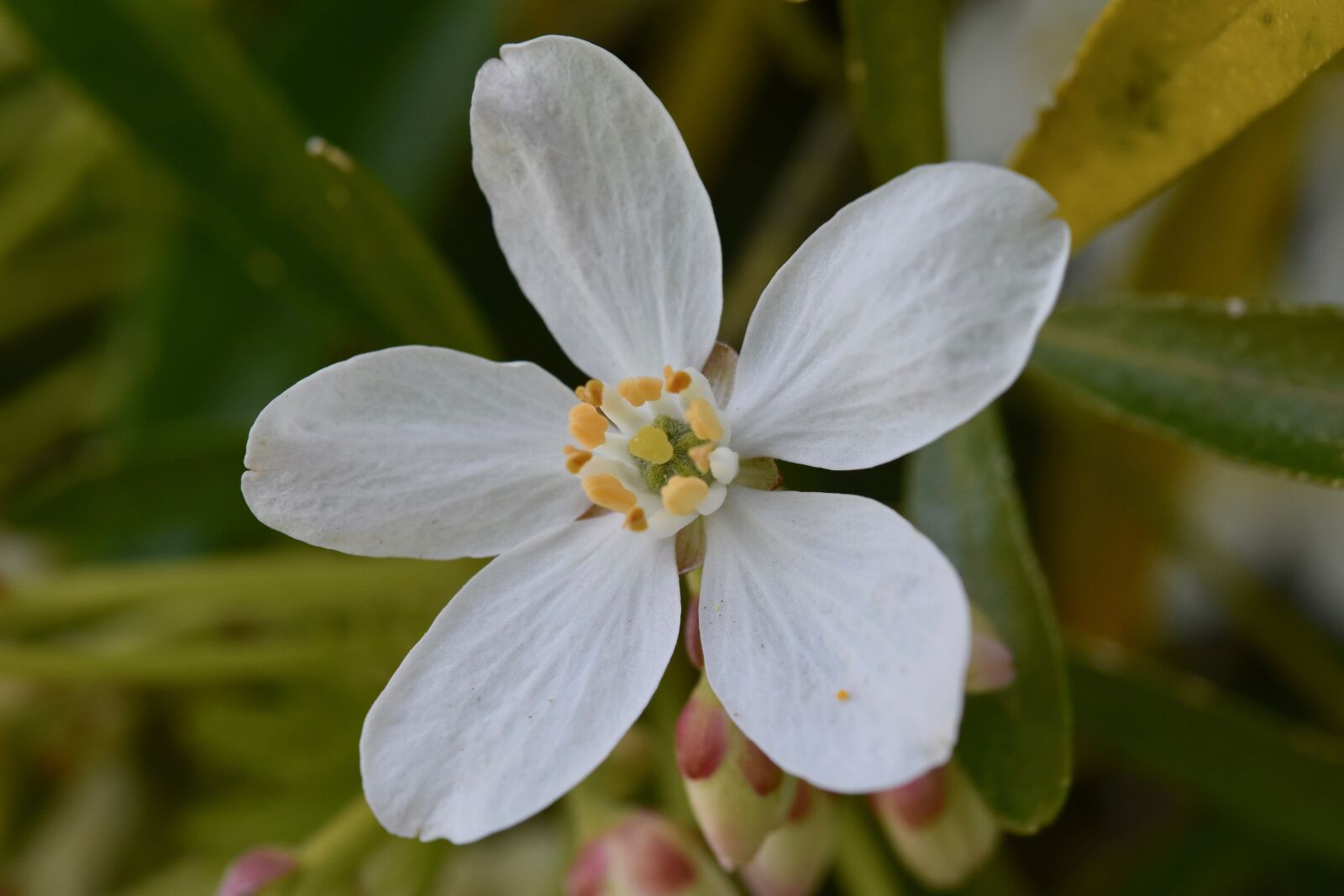 Nikon D5600 sample photo. Flower, white flowers, petals photography