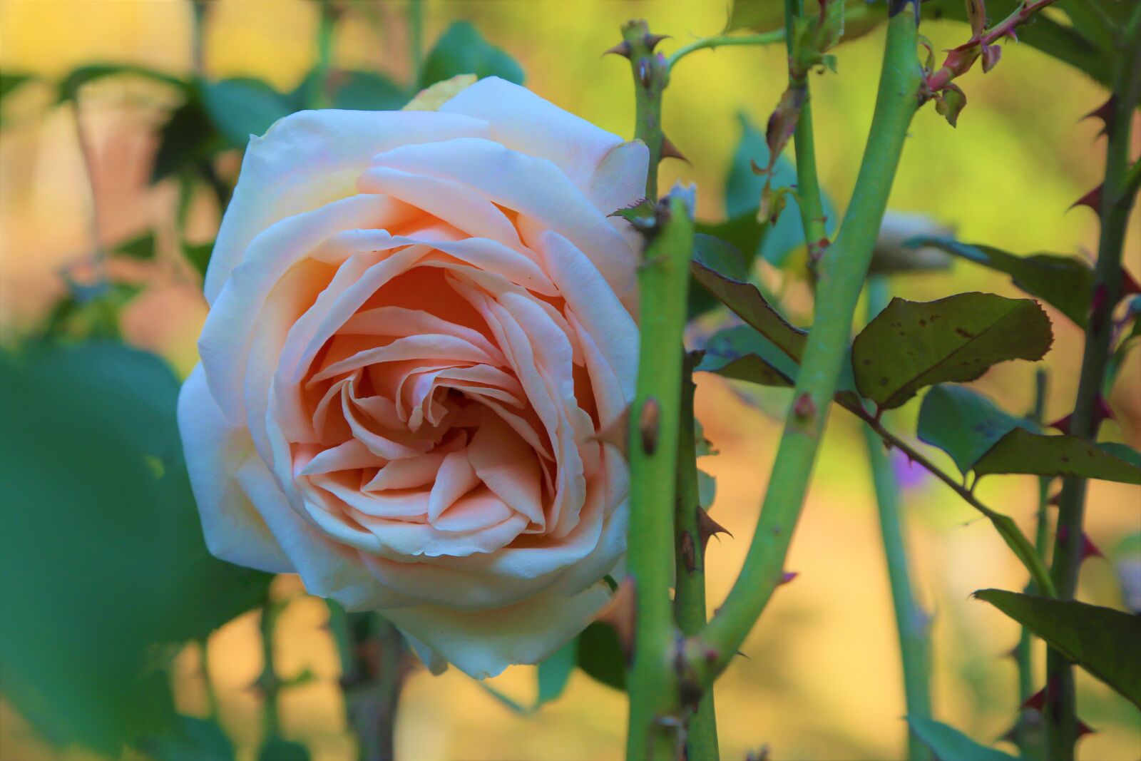 Canon EF 24-105mm F4L IS USM sample photo. Rose, nature, flower photography