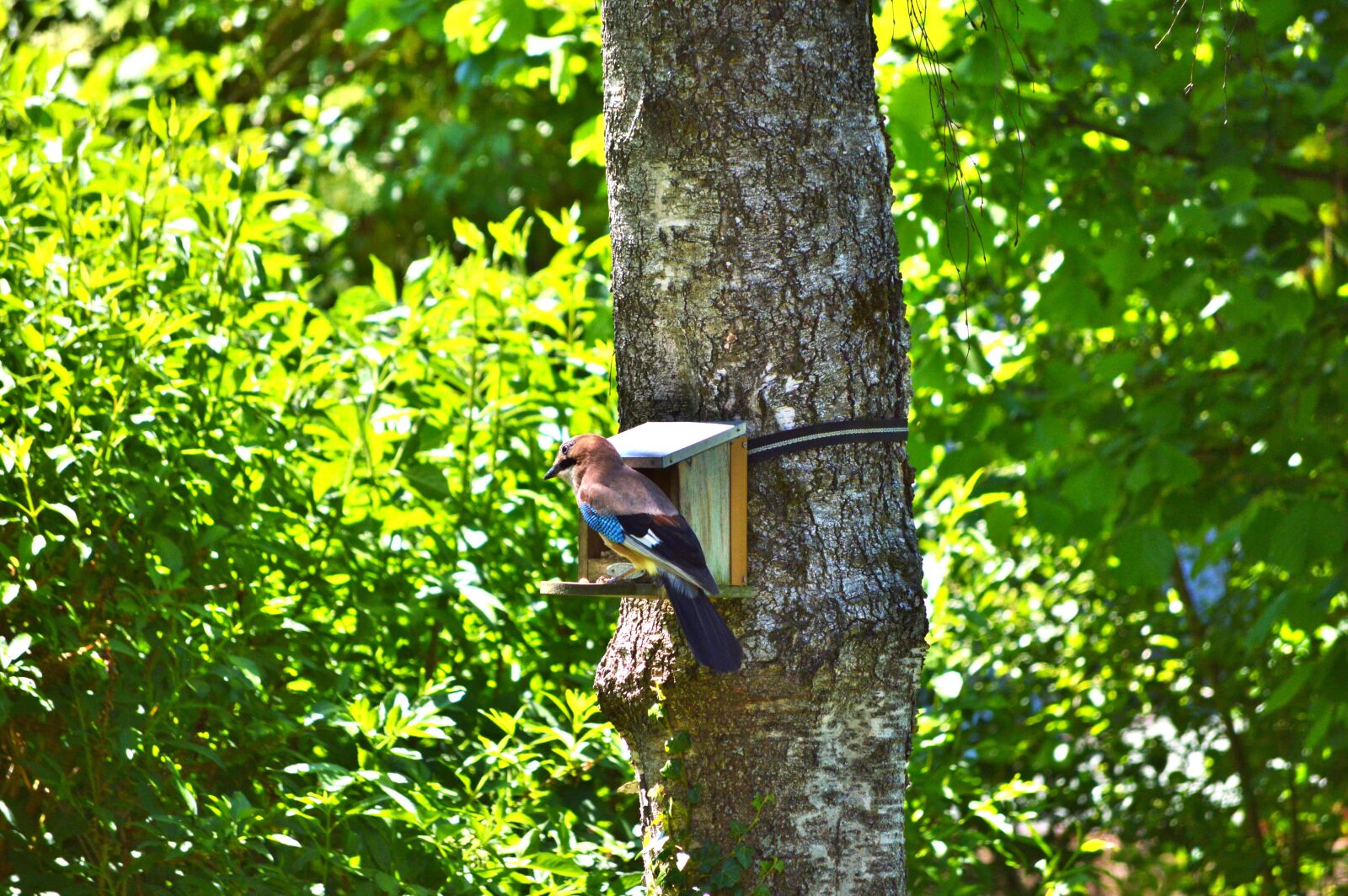 Nikon D3200 sample photo. Jay, bird, garrulus glandarius photography