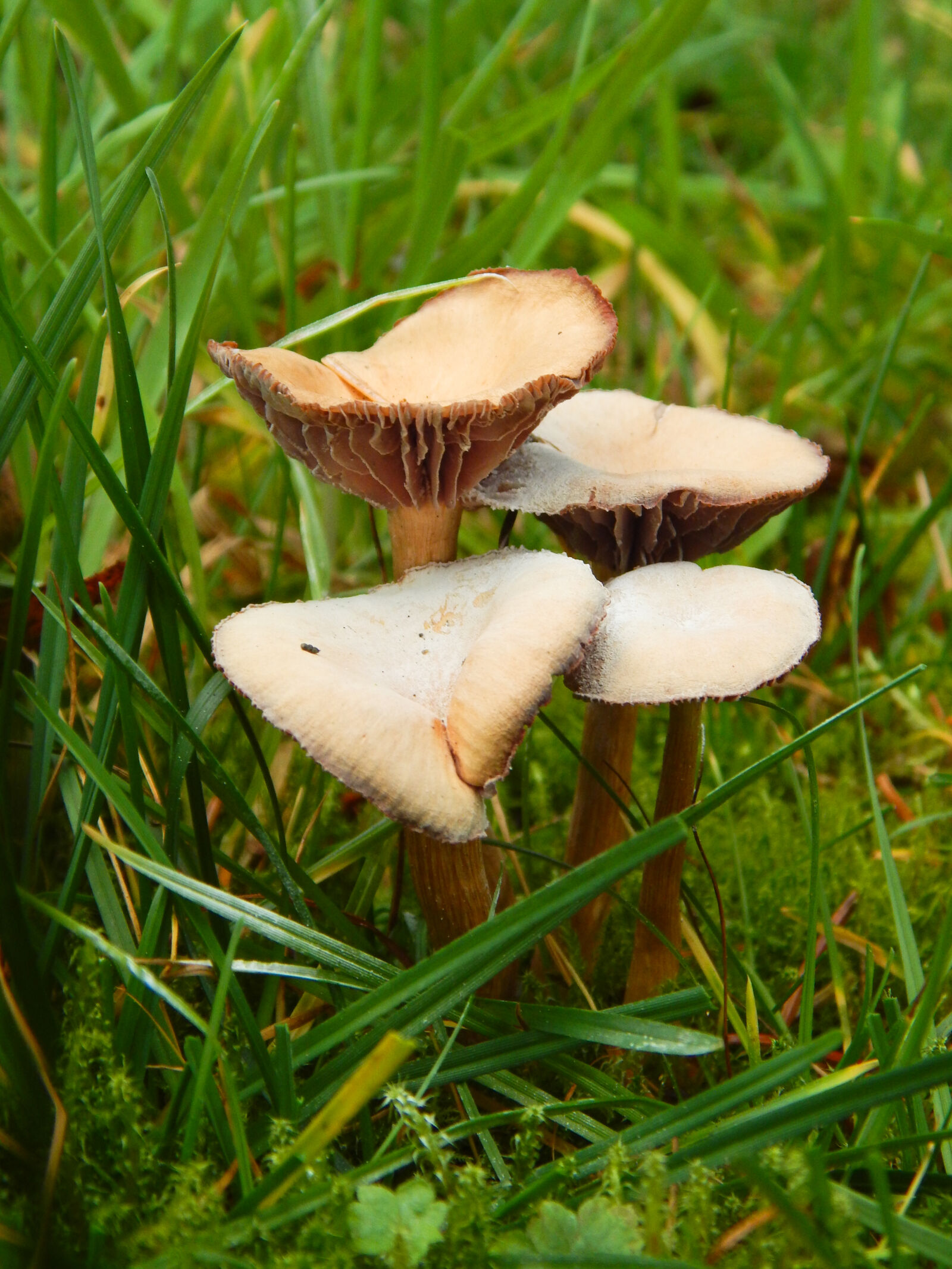 Nikon Coolpix L820 sample photo. Autumn, four, mushrooms, muushroom photography