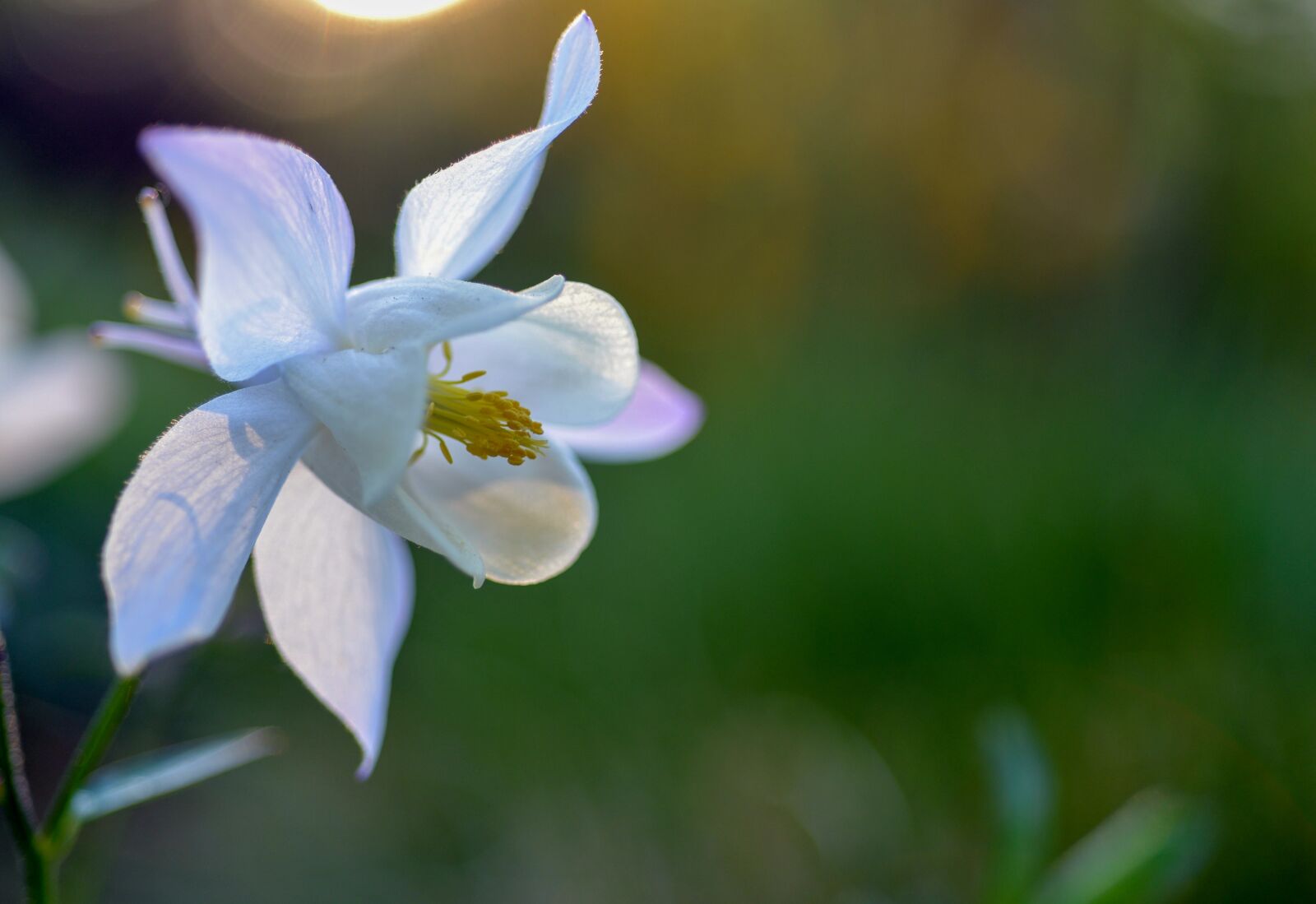 Nikon D610 sample photo. Blossom, bloom, white photography