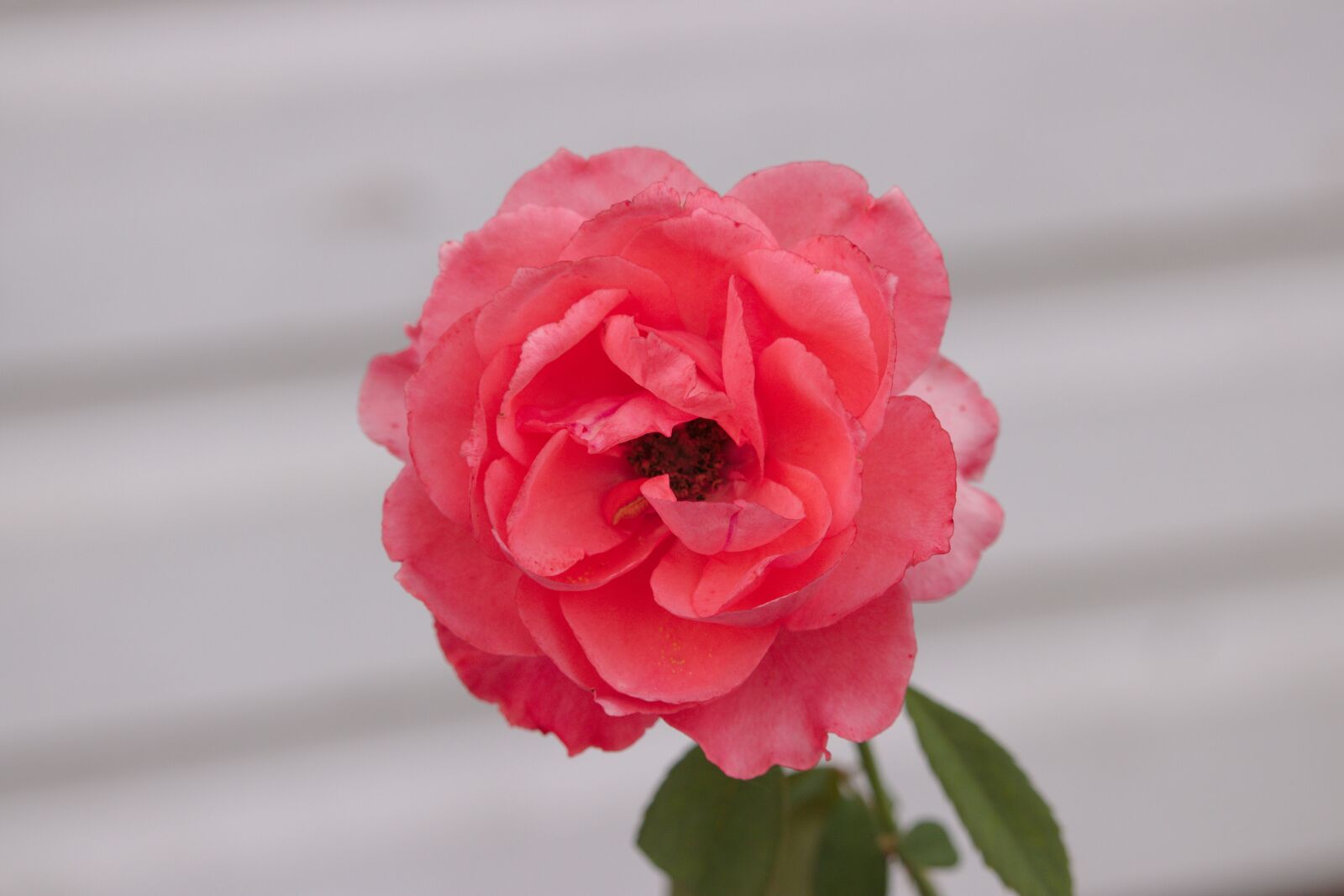 Canon EF-S 55-250mm F4-5.6 IS STM sample photo. Rose, flower, bloom photography