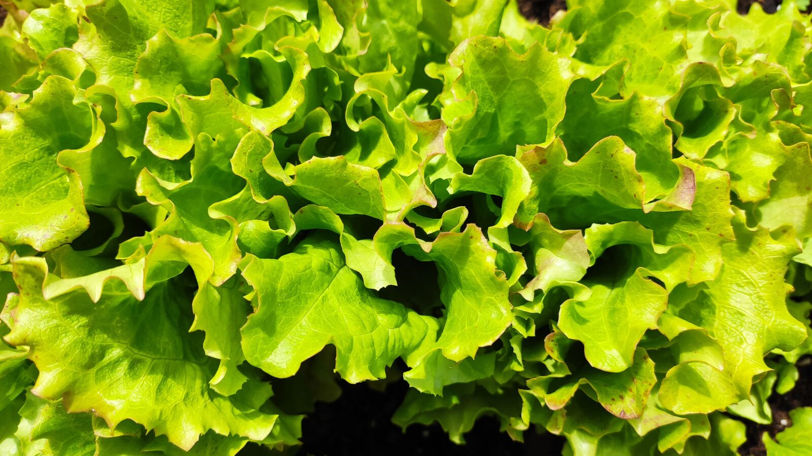 Xiaomi MI CC 9 sample photo. Salad, green, garden photography