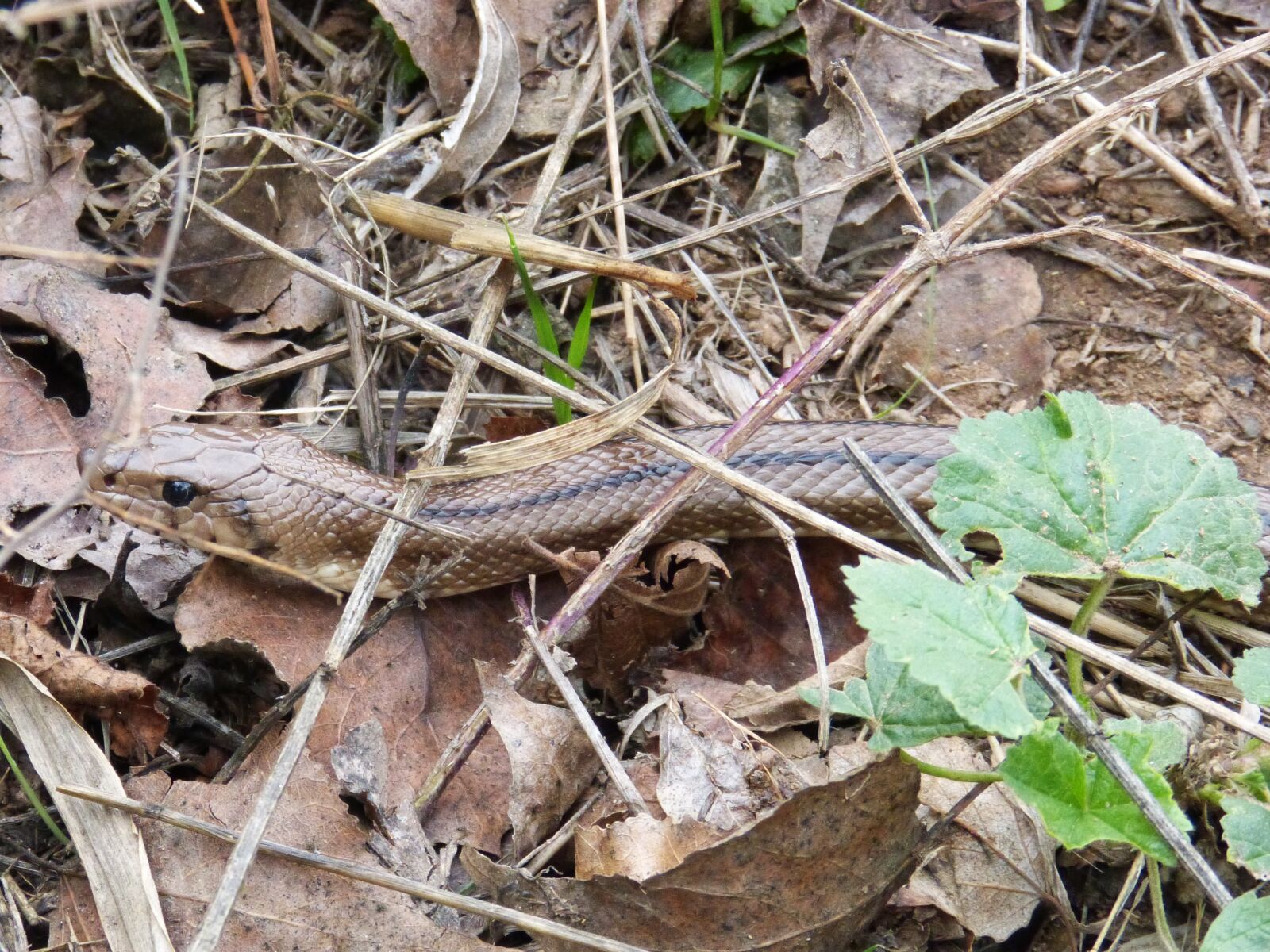 Panasonic DMC-FZ62 sample photo. Snake, threat, reptile photography