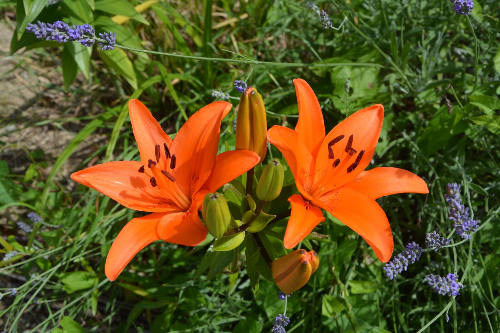 Nikon D5200 sample photo. Flowers, color orange, sweetness photography