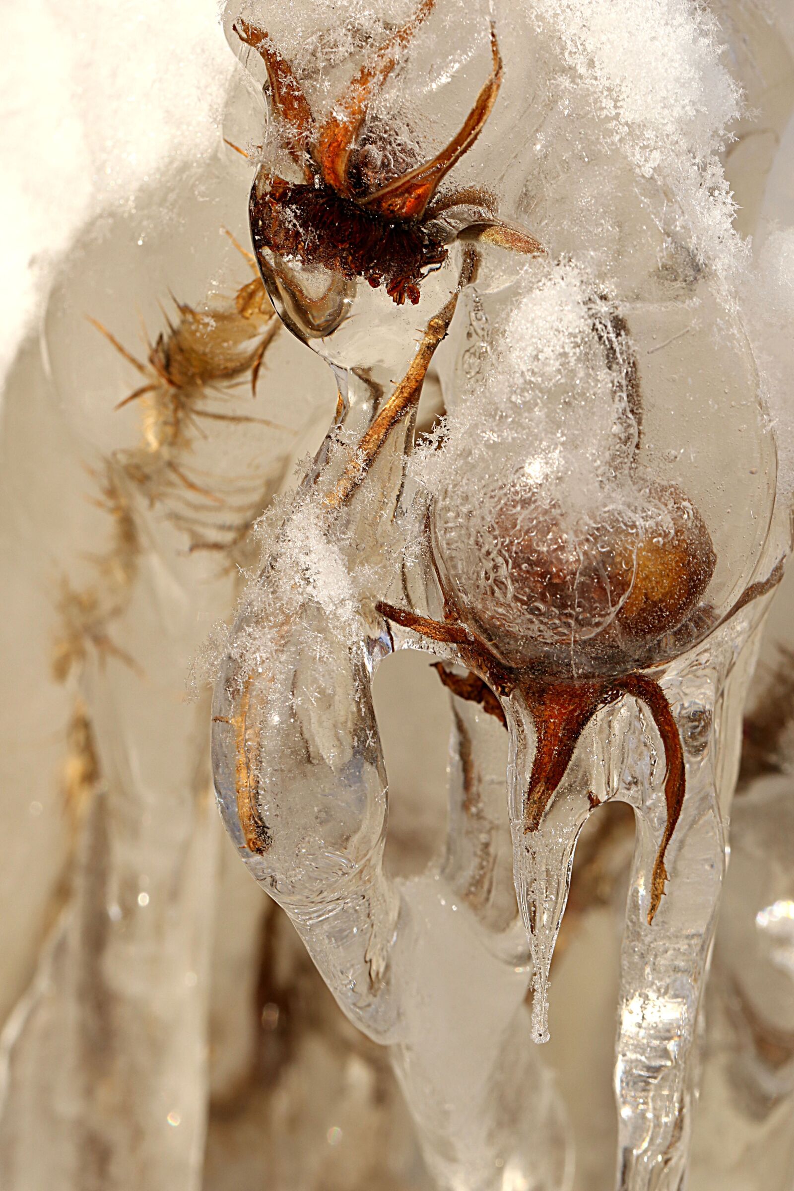 Canon EOS 7D Mark II sample photo. Nature, rose hip, icicle photography