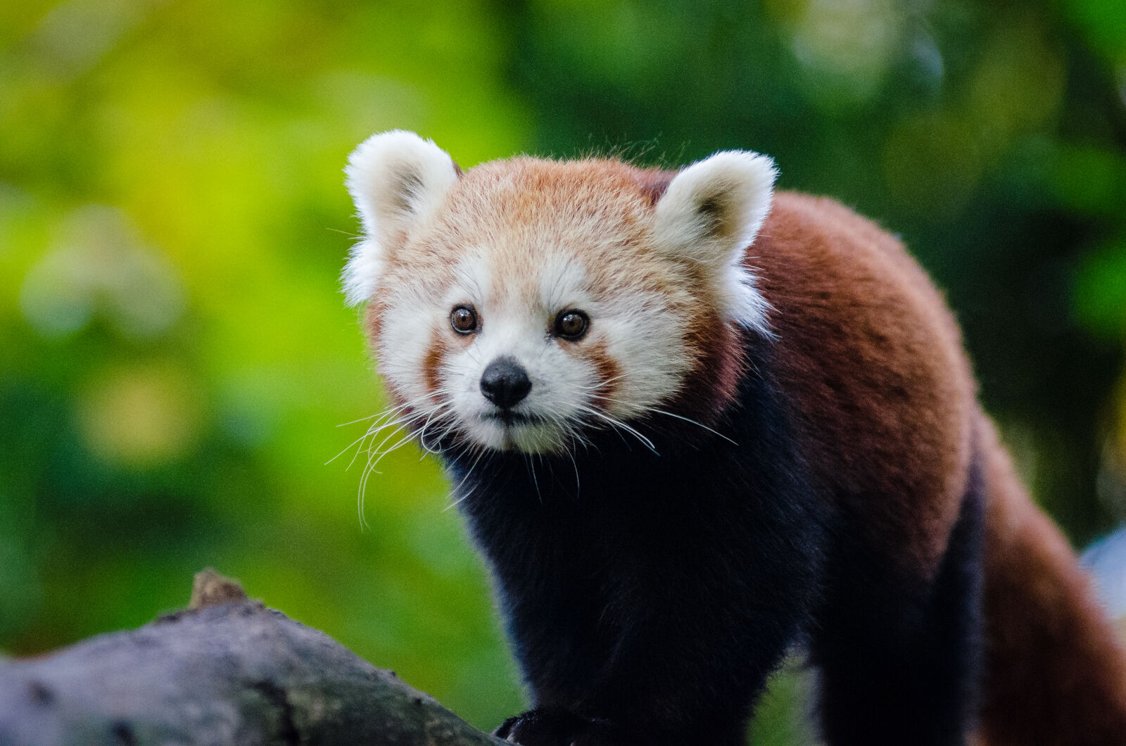 AF Zoom-Nikkor 80-200mm f/2.8 ED sample photo