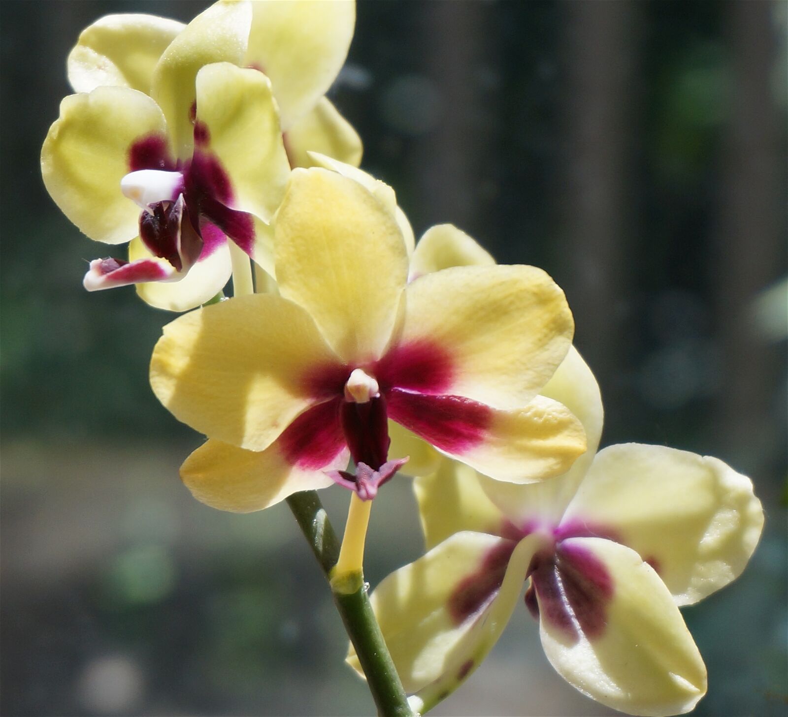 Sony Alpha NEX-5T sample photo. Hybrid phalaenopsis, phalaenopsis, orchid photography