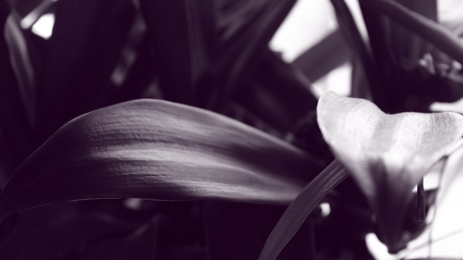 Canon EOS 600D (Rebel EOS T3i / EOS Kiss X5) sample photo. Leaves, nature, plant photography