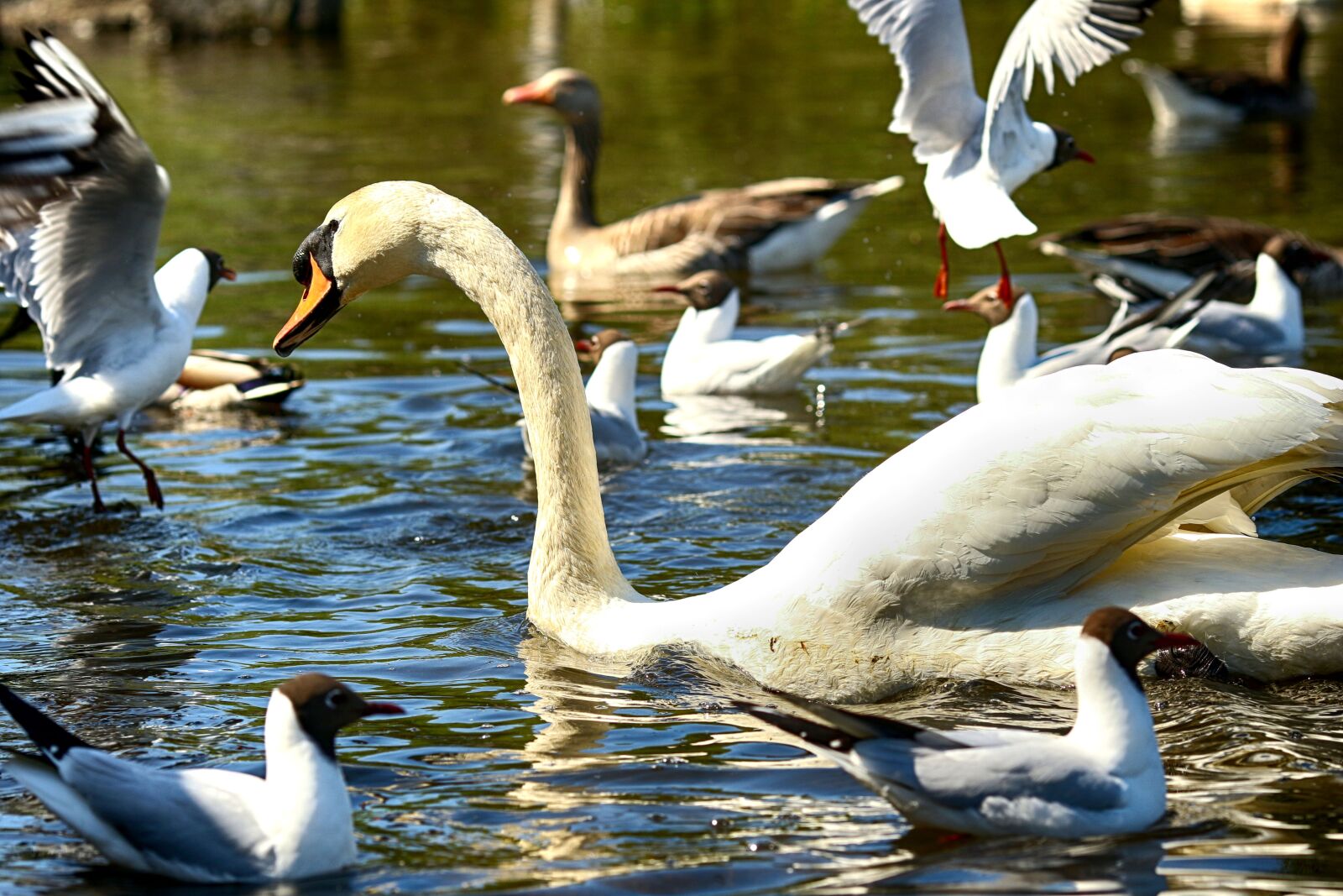 Canon EOS 7D Mark II + Canon EF 135mm F2L USM sample photo. Swan, lake, nature photography