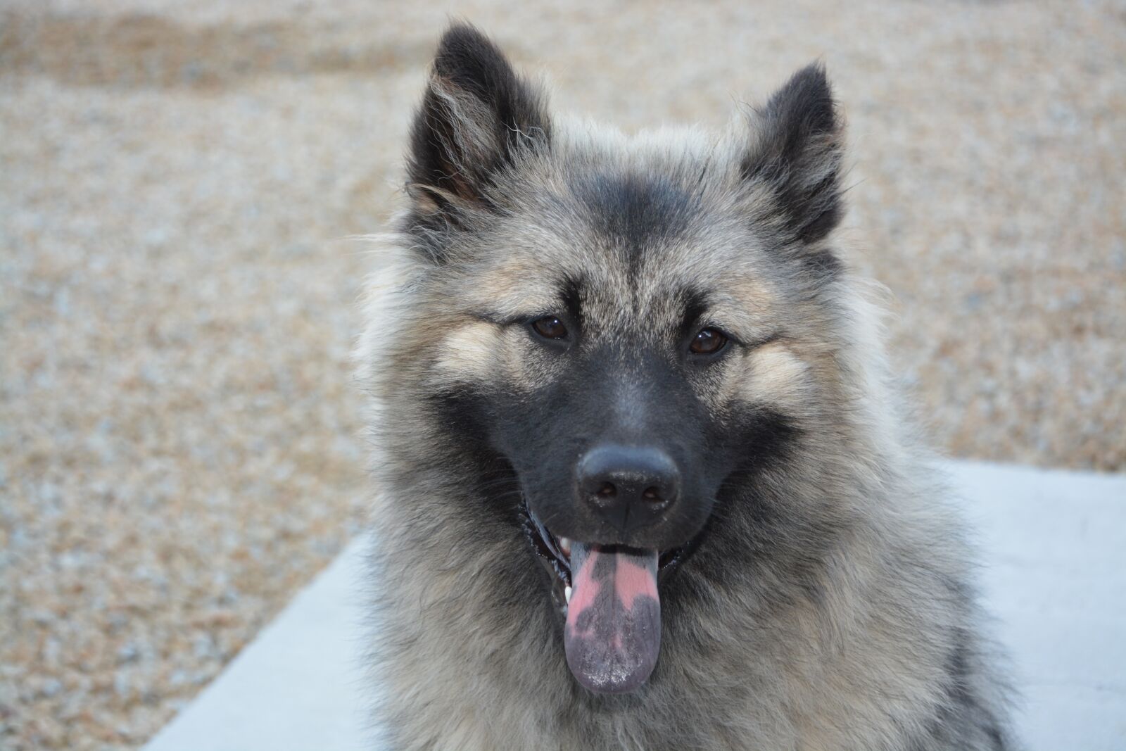 Nikon D5200 sample photo. Dog, bitch christmas, young photography