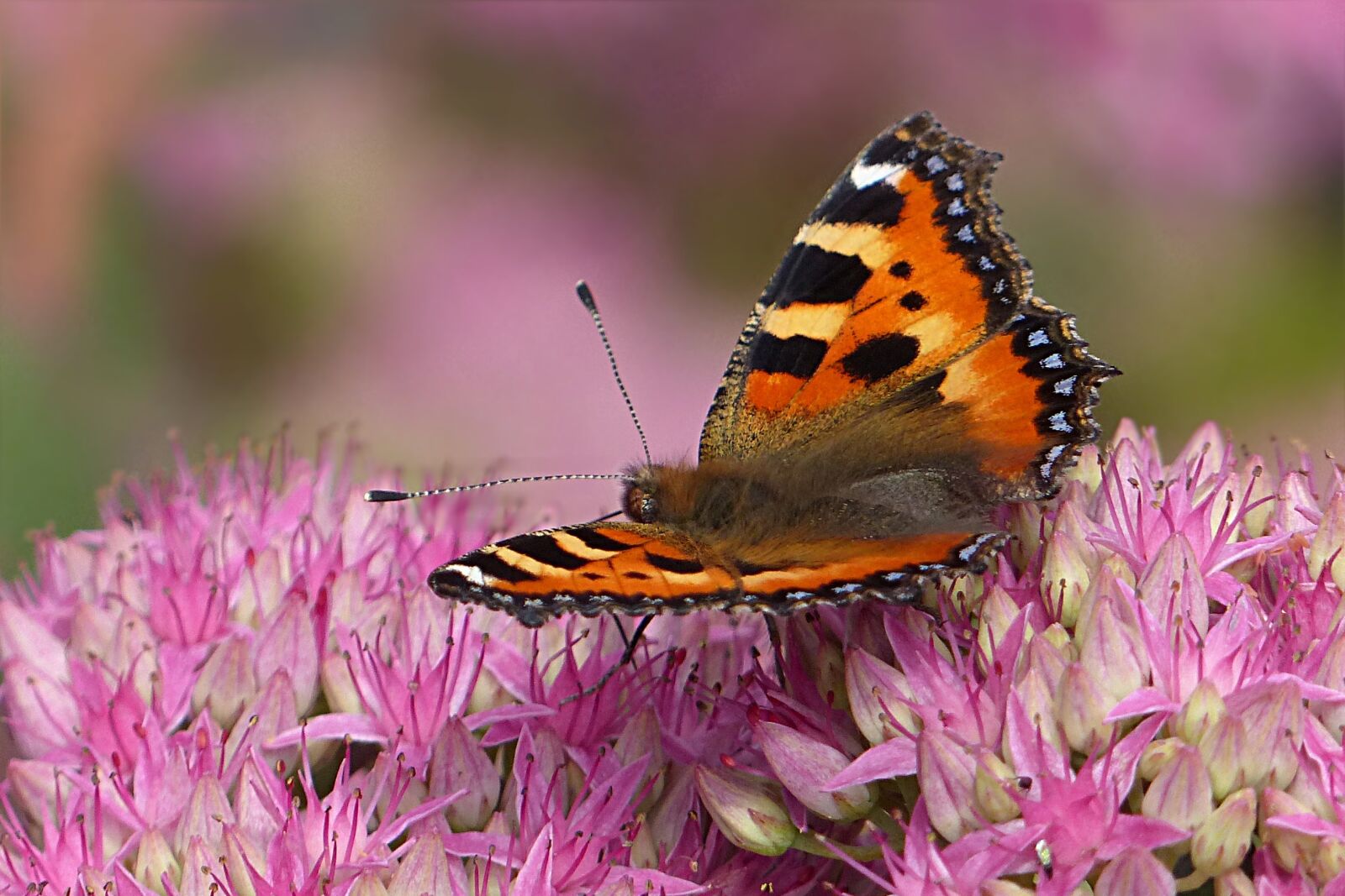 Panasonic Lumix DMC-FZ200 sample photo. Animal, insect, butterfly photography