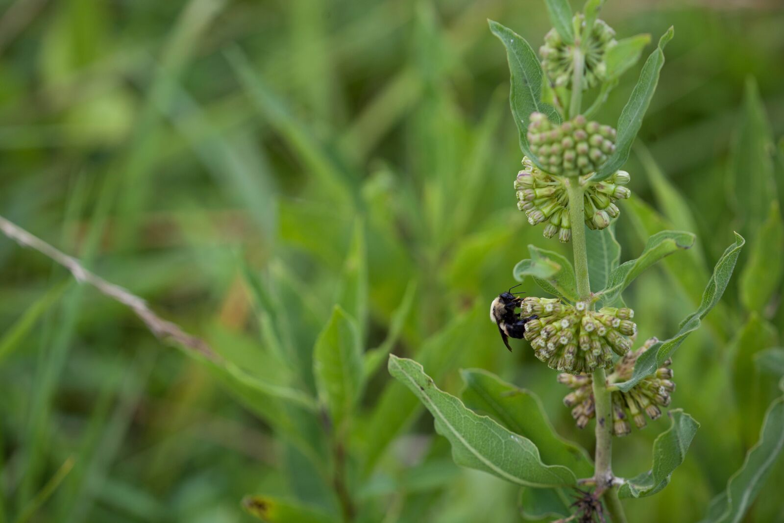 Canon EOS 5D Mark II sample photo. Green, comet, milkweed, bee photography