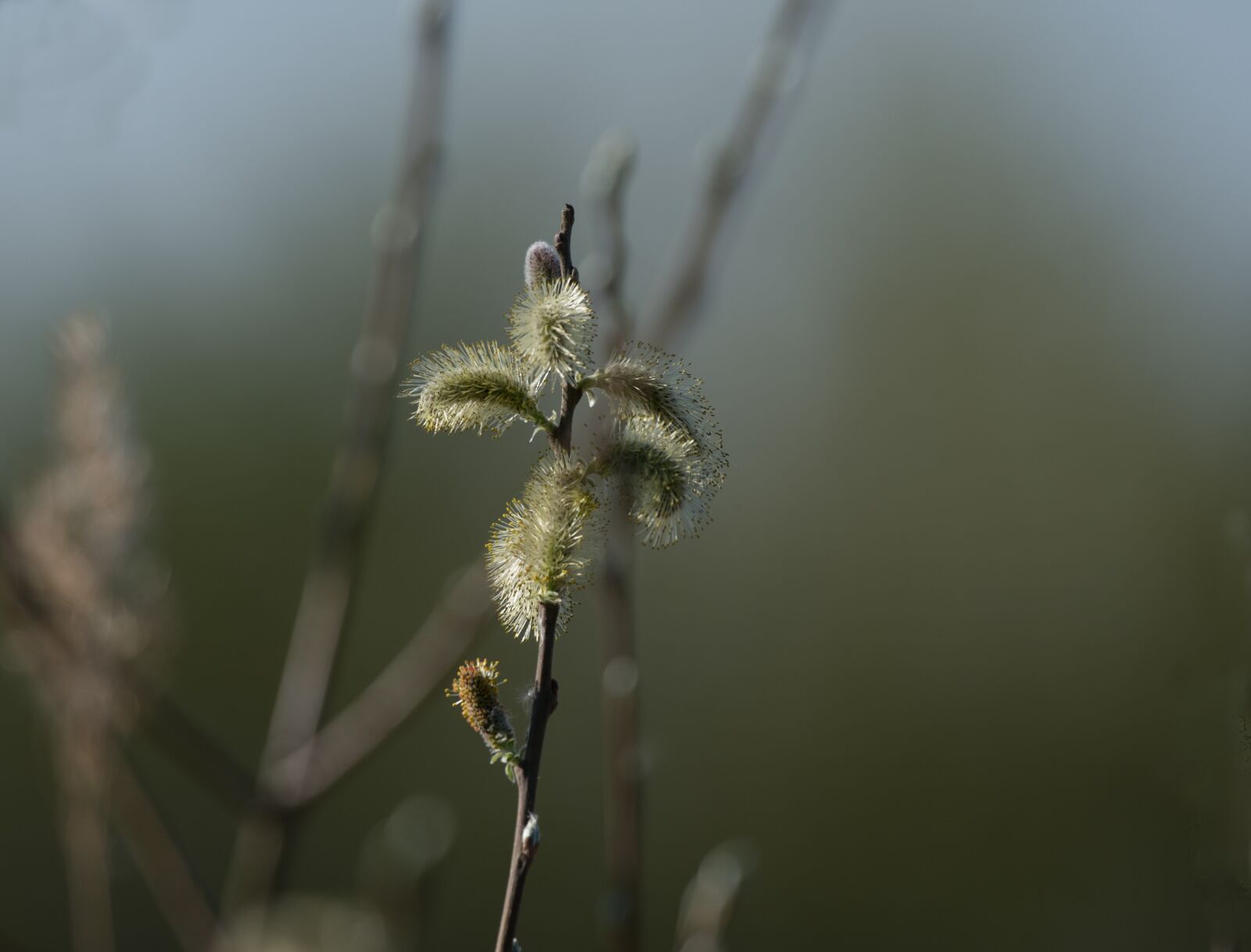 Nikon D500 sample photo. Flora, willow, catkin photography