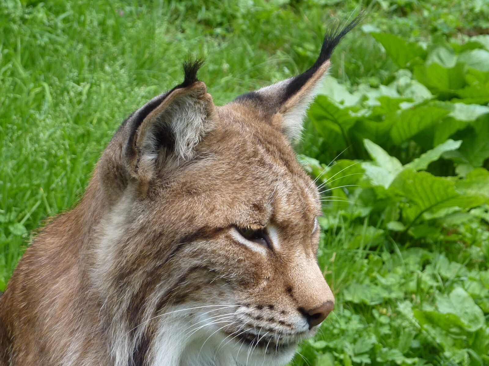 Panasonic Lumix DMC-ZS1 (Lumix DMC-TZ6) sample photo. Lynx, cat, wildcat photography