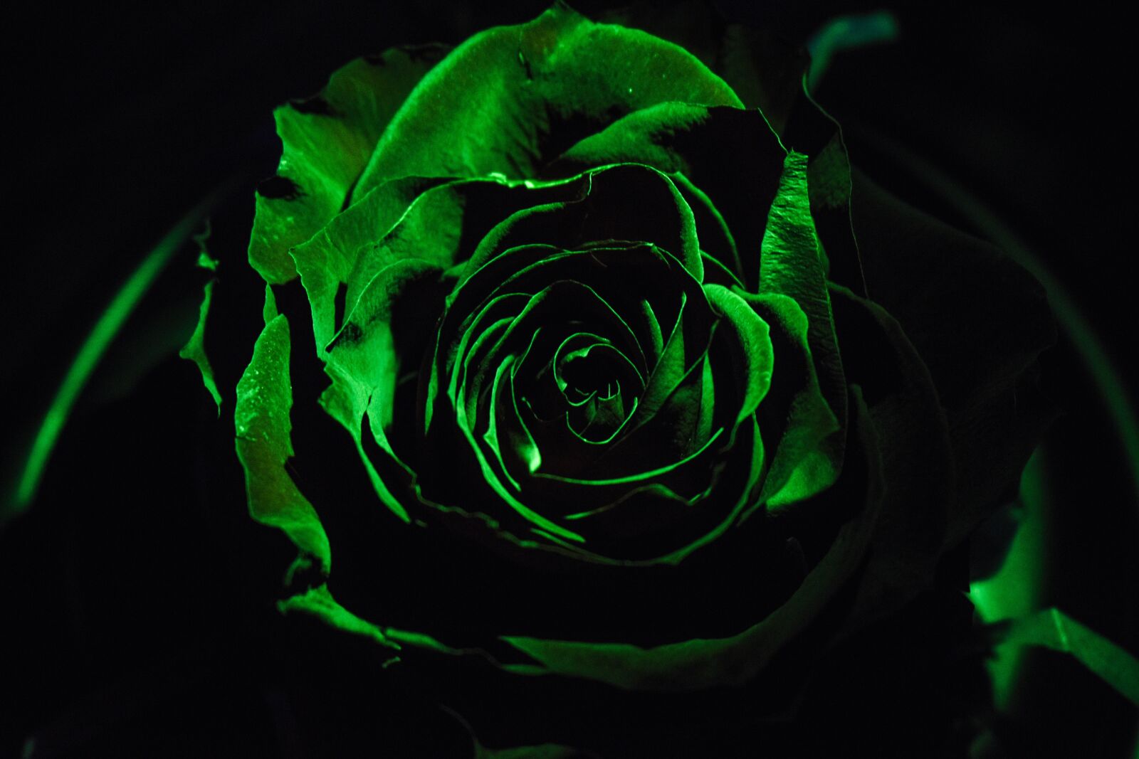 Nikon D3400 sample photo. Rosa, dark, black photography