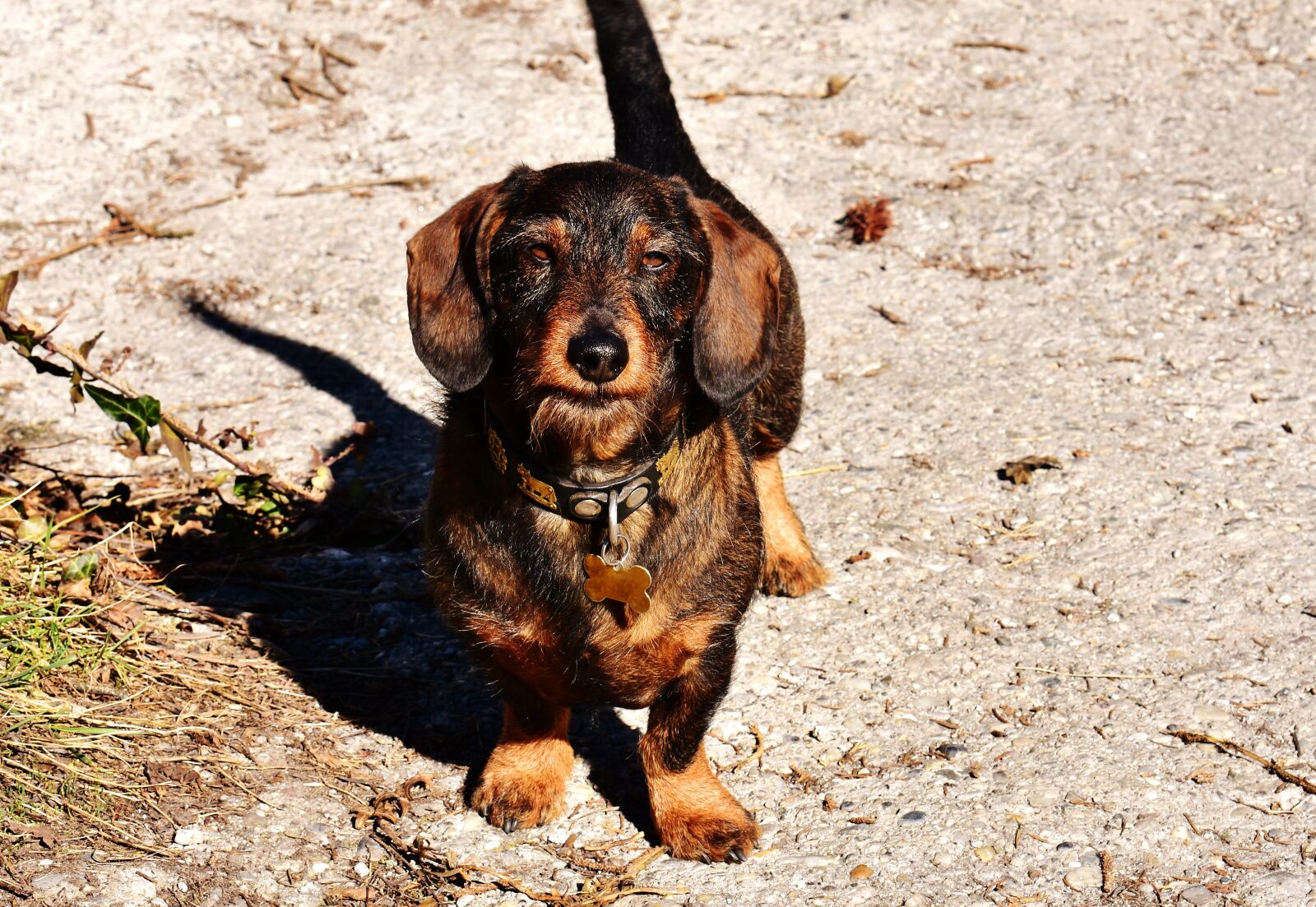 Nikon D7200 sample photo. Rauhaardackel, dog, animal photography