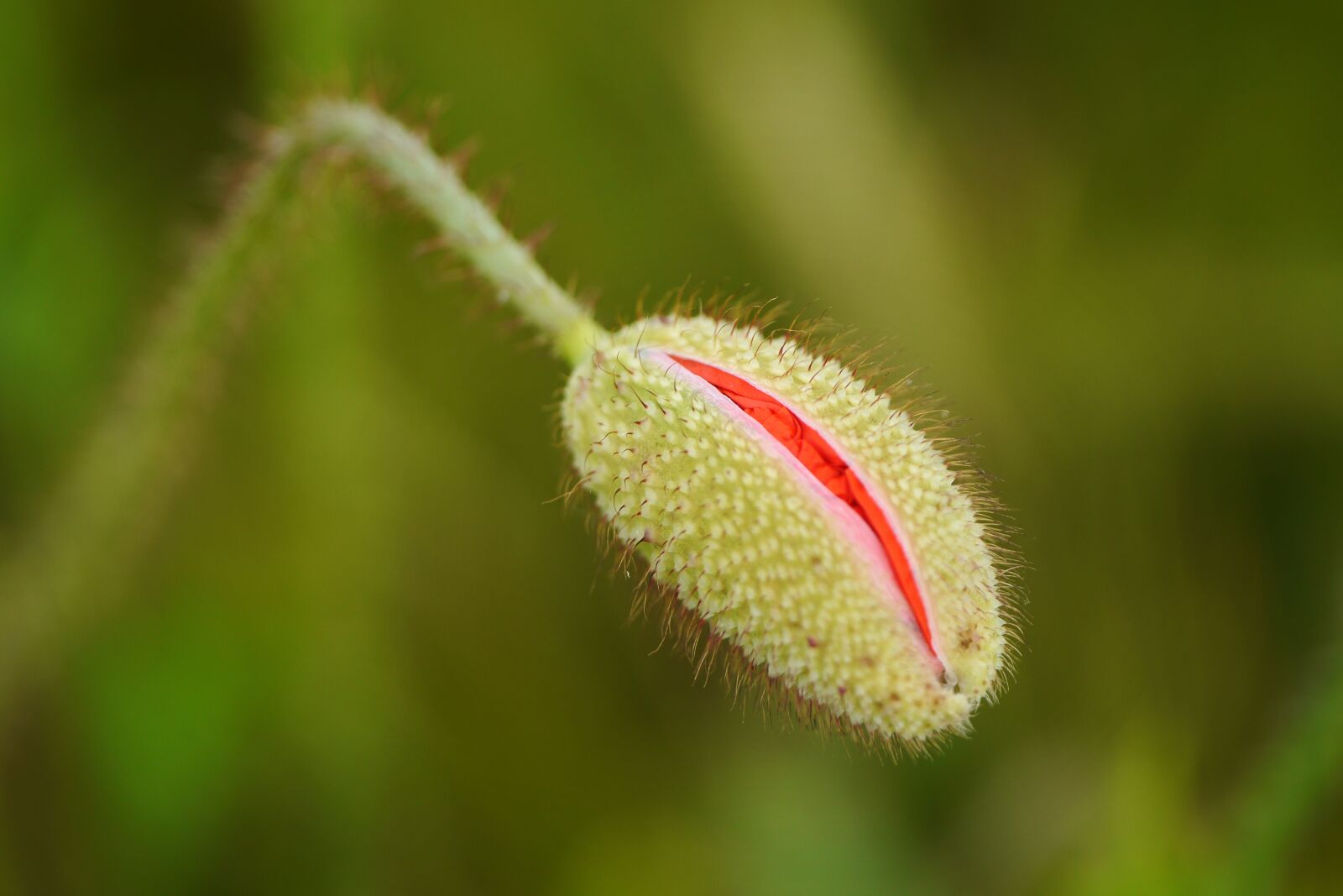 Panasonic Lumix DMC-G5 sample photo. Nature, summer, poppy photography