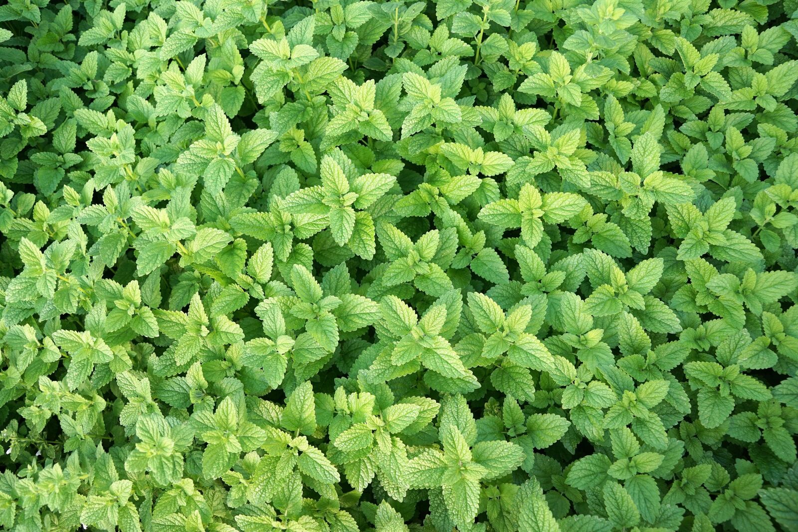 Sony ILCA-77M2 + Sony DT 16-50mm F2.8 SSM sample photo. Mint, herb, healthy photography