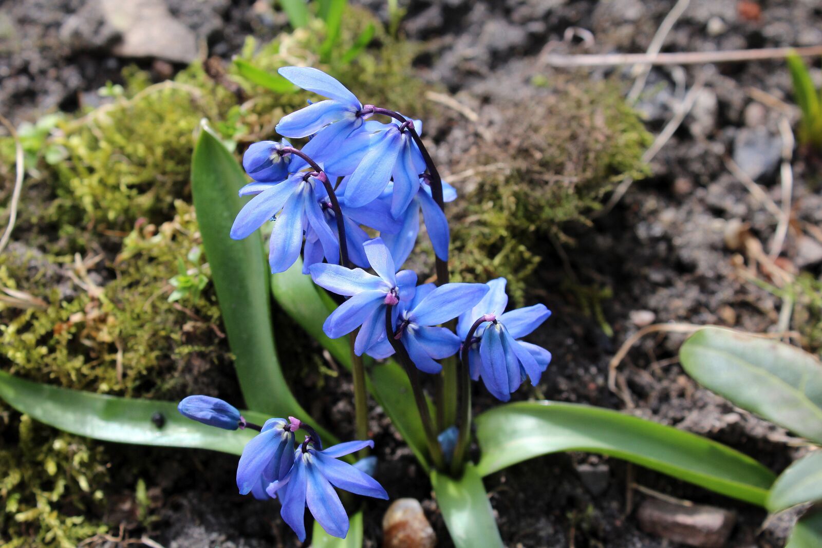 Canon EOS 1200D (EOS Rebel T5 / EOS Kiss X70 / EOS Hi) sample photo. Spring flowers, spring, april photography