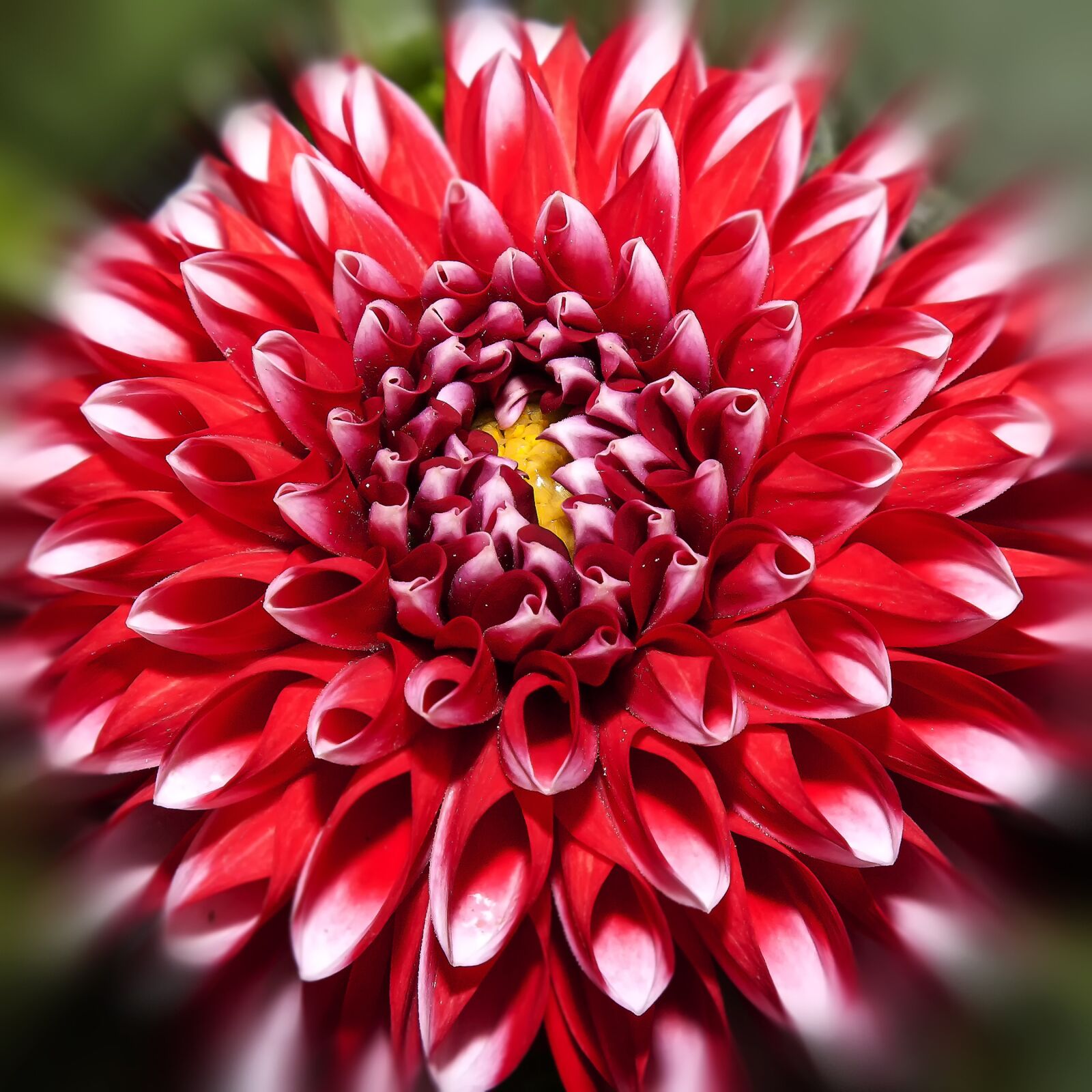 Canon EOS 50D + Canon EF 24-105mm F4L IS USM sample photo. Dahlia, blossom, bloom photography