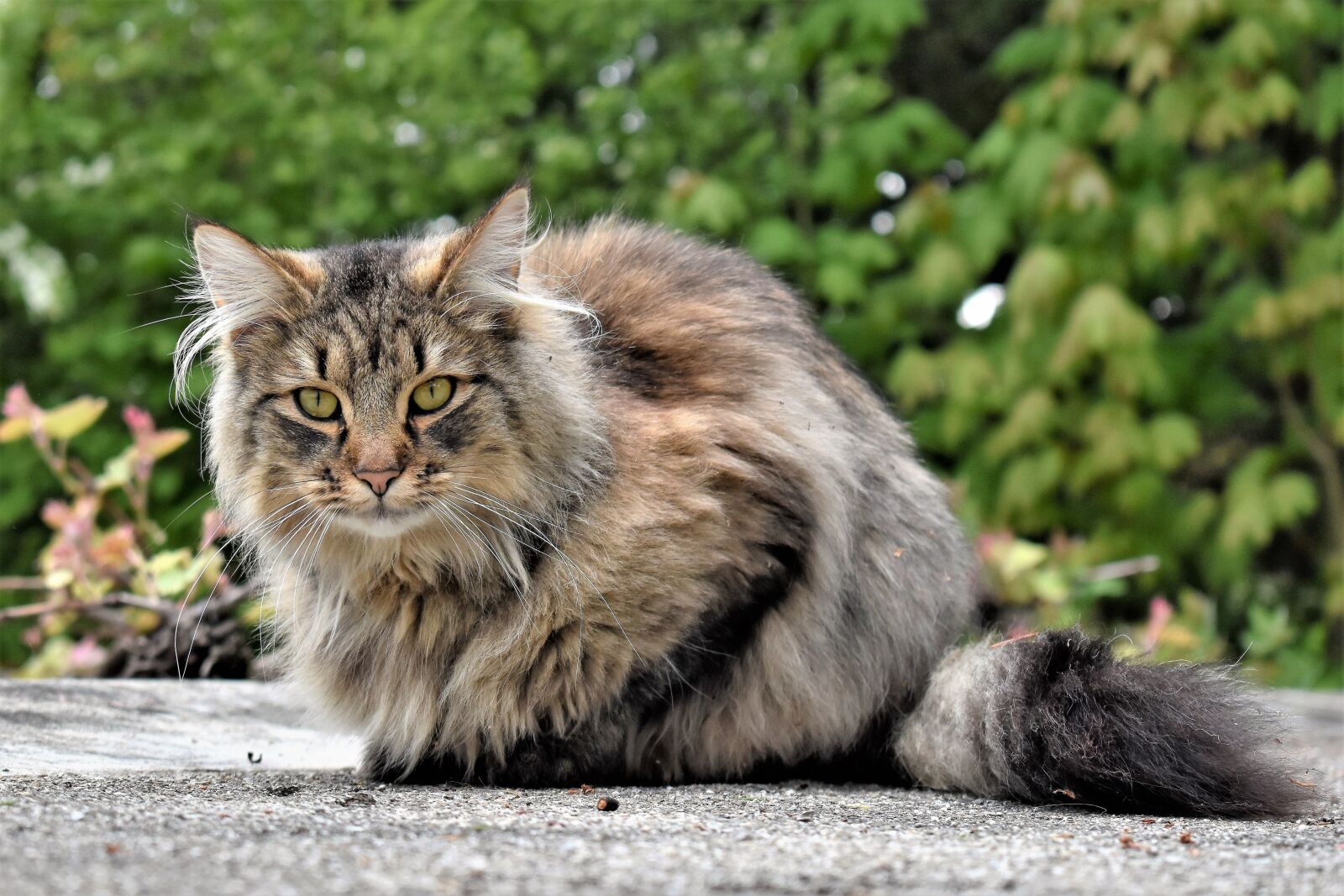 Nikon D5500 sample photo. Cat, animal, portrait photography