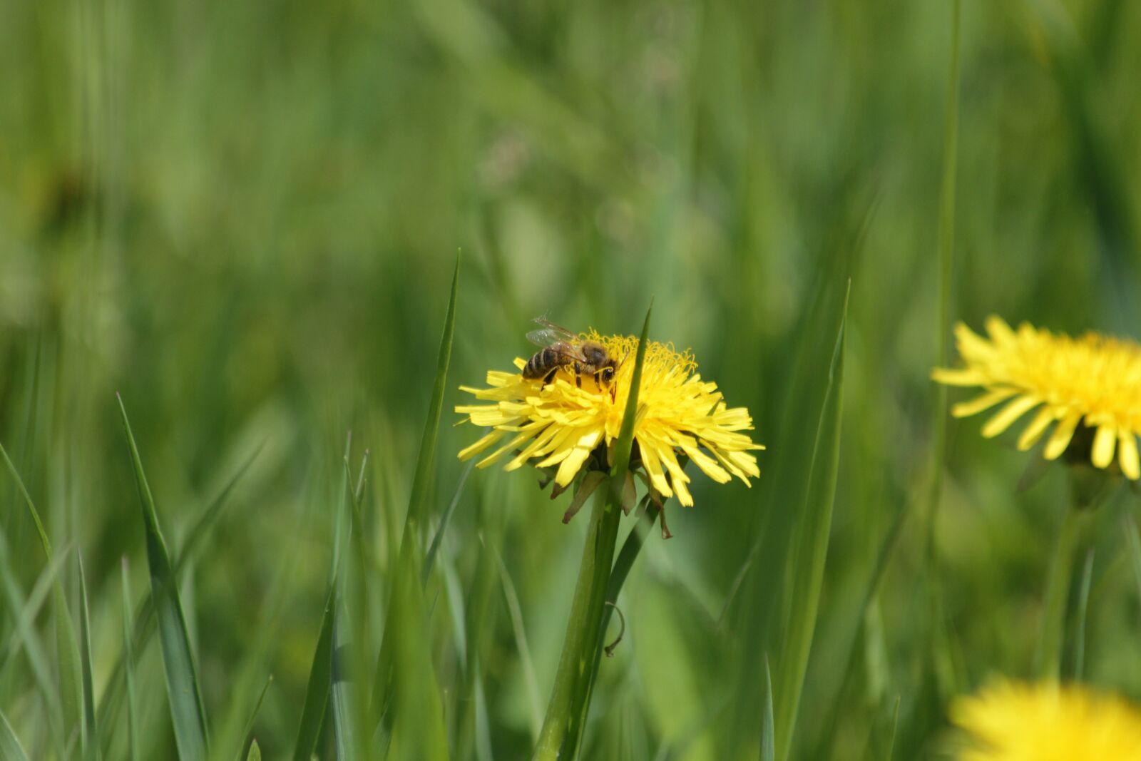 Canon EOS 650D (EOS Rebel T4i / EOS Kiss X6i) sample photo. Dandelion, bee, yellow photography