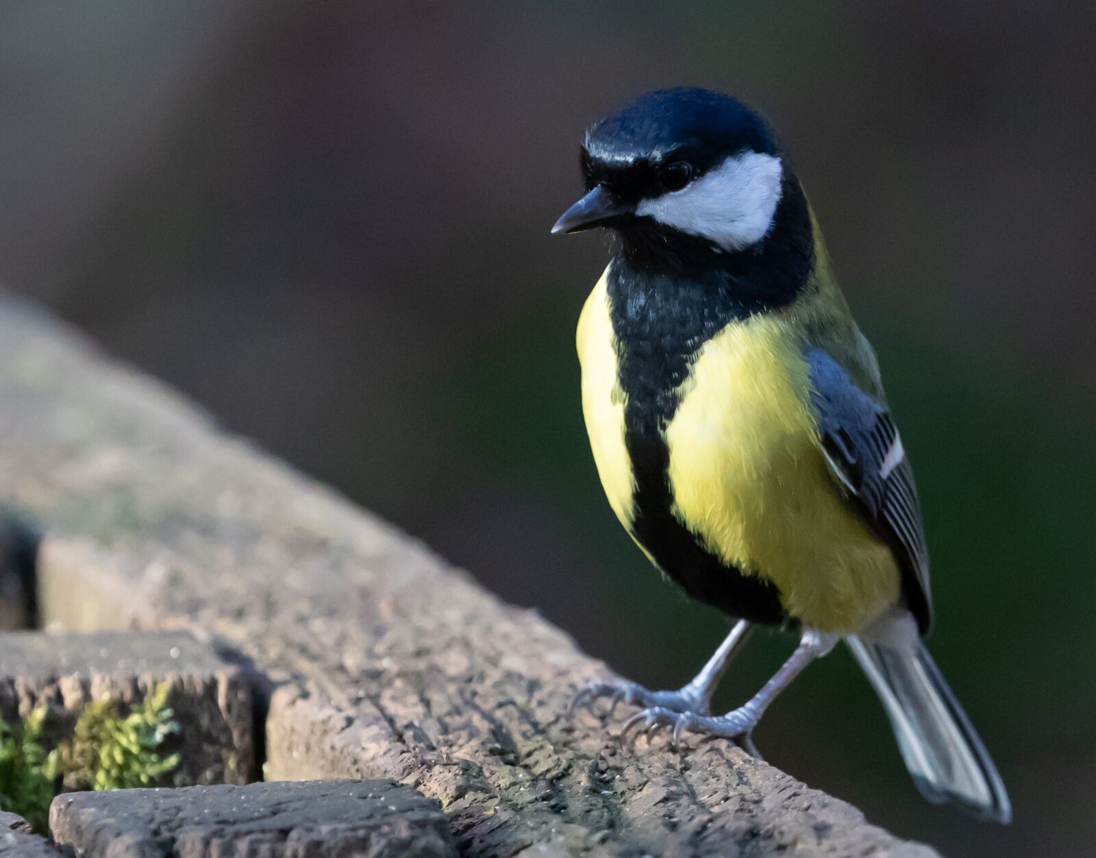 Canon EOS 7D Mark II sample photo. Great tit, feeding tit photography