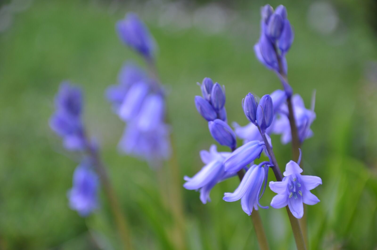 Nikon D90 sample photo. Purple, flower, garden photography