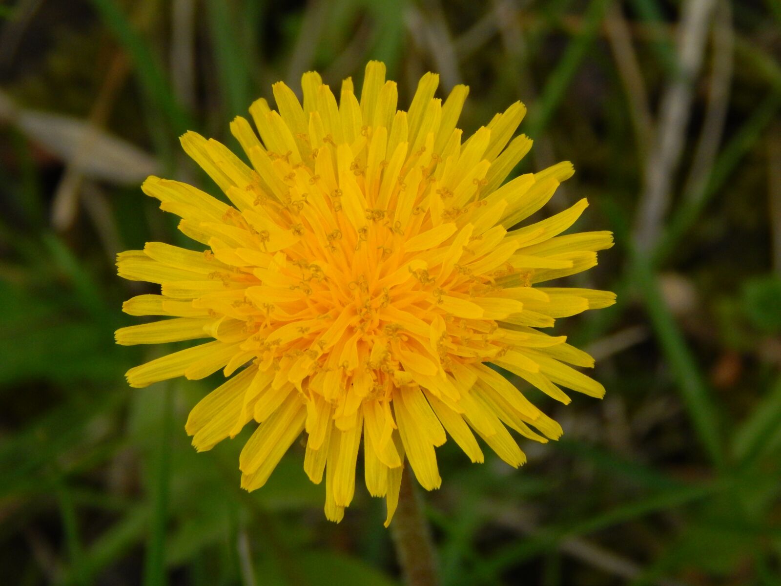 Nikon Coolpix L820 sample photo. Dandelion, yellow, grass photography