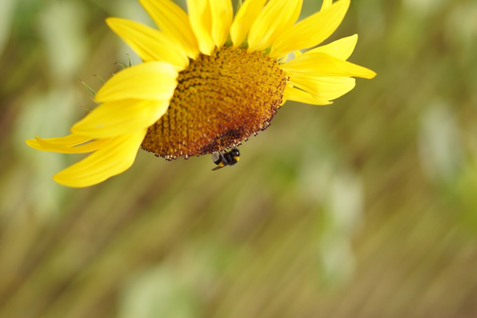 Sony SLT-A68 sample photo. Sunflower, yellow, blossom photography