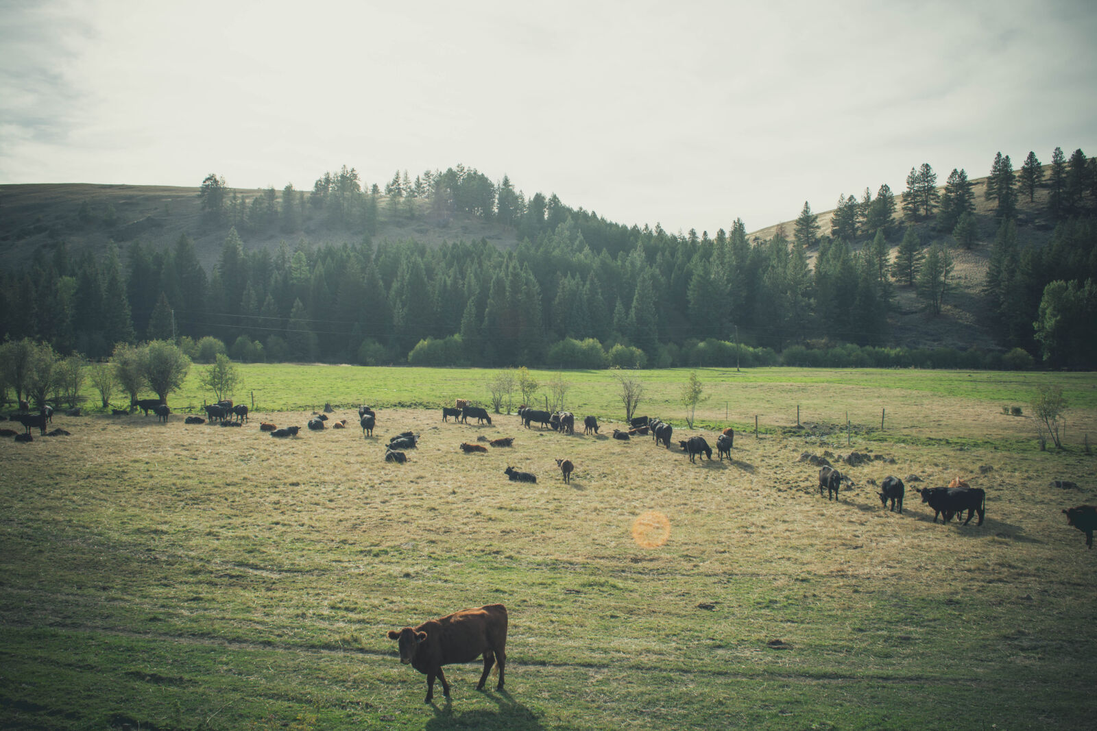 Nikon D5200 sample photo. Animals, cattle, countryside, cow photography