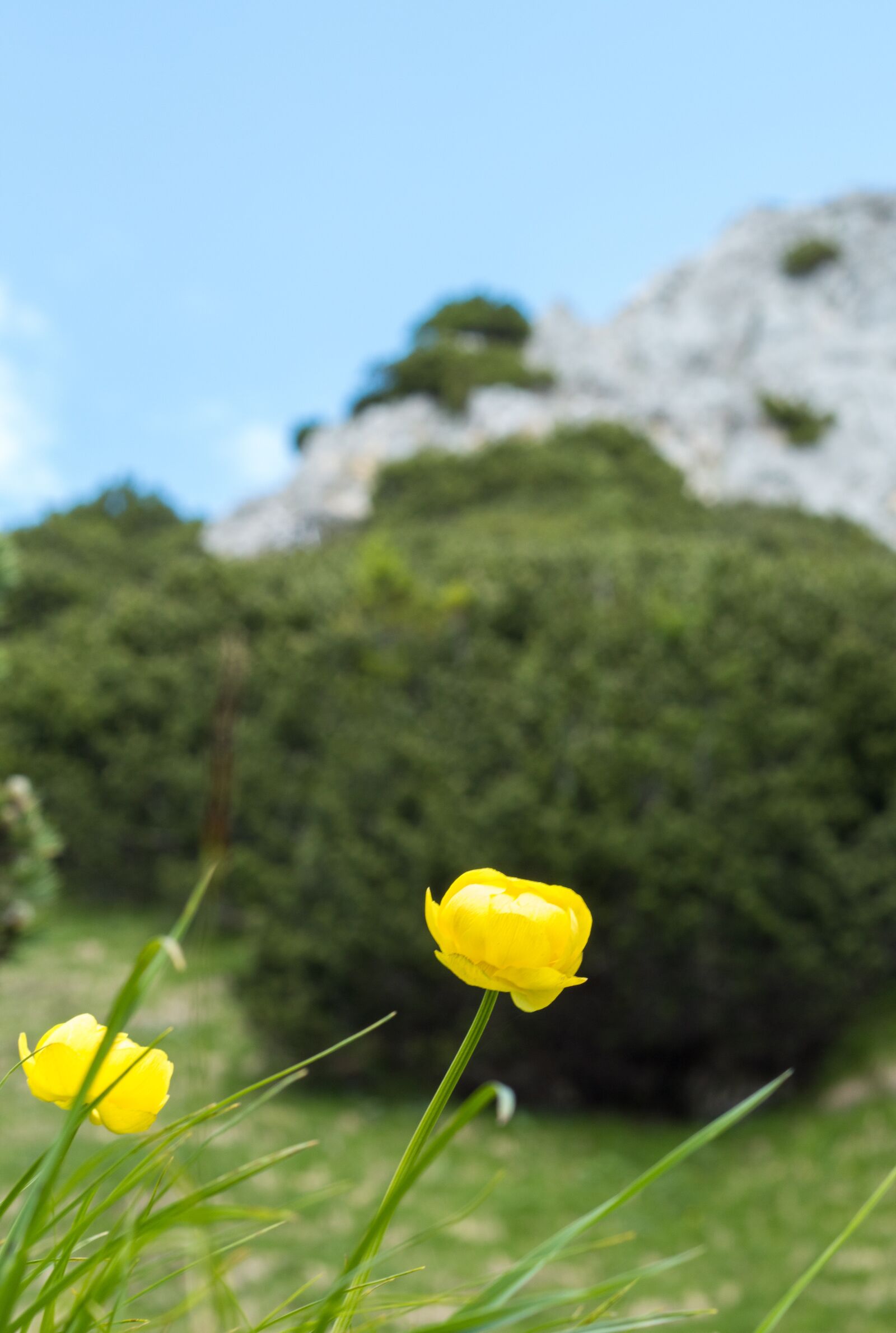 Canon EOS 700D (EOS Rebel T5i / EOS Kiss X7i) + Canon EF 50mm F1.8 II sample photo. Mountain, flowers, petals photography