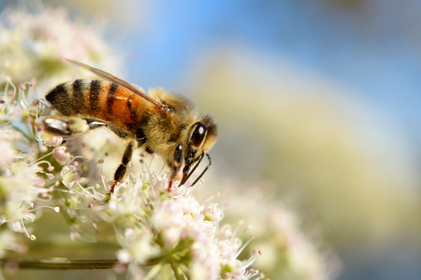 Nikon D5300 sample photo. Bee, macro, insect photography