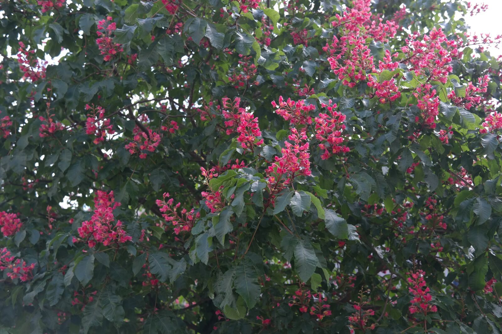 Samsung NX300 sample photo. Red buckeye, inflorescence, chestnut photography