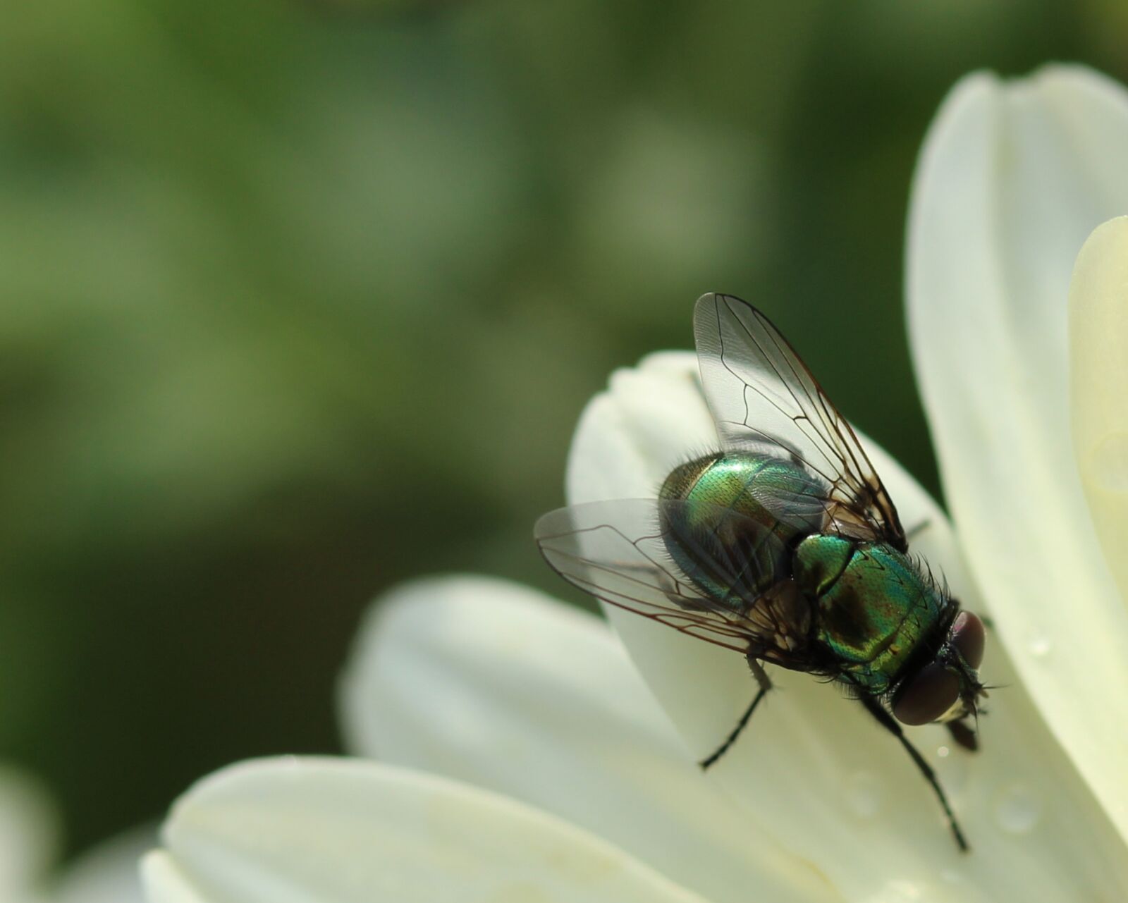 Canon EF-S 60mm F2.8 Macro USM sample photo. Fly, insect, wing photography