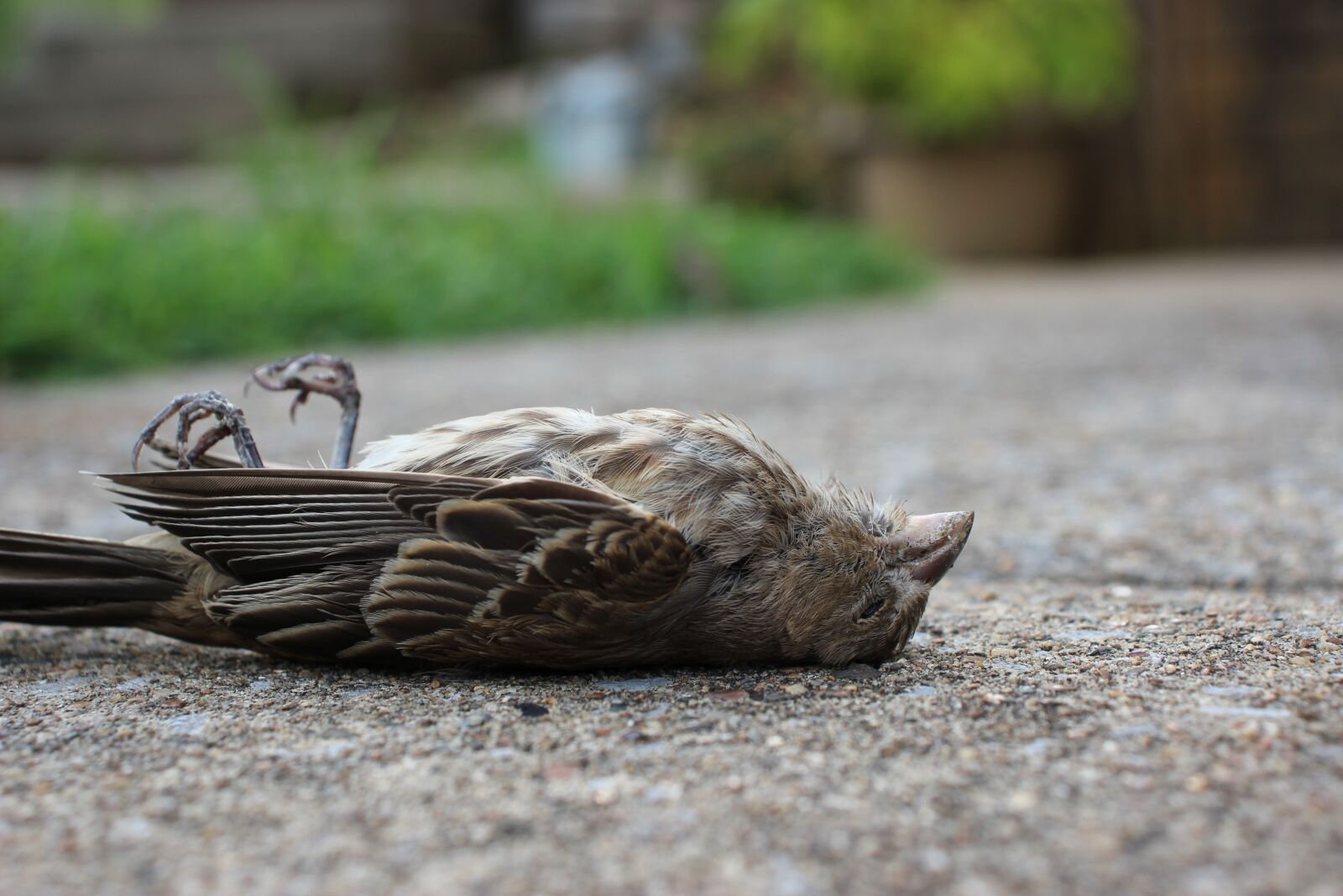 Canon EOS 600D (Rebel EOS T3i / EOS Kiss X5) sample photo. Bird, dead bird, death photography