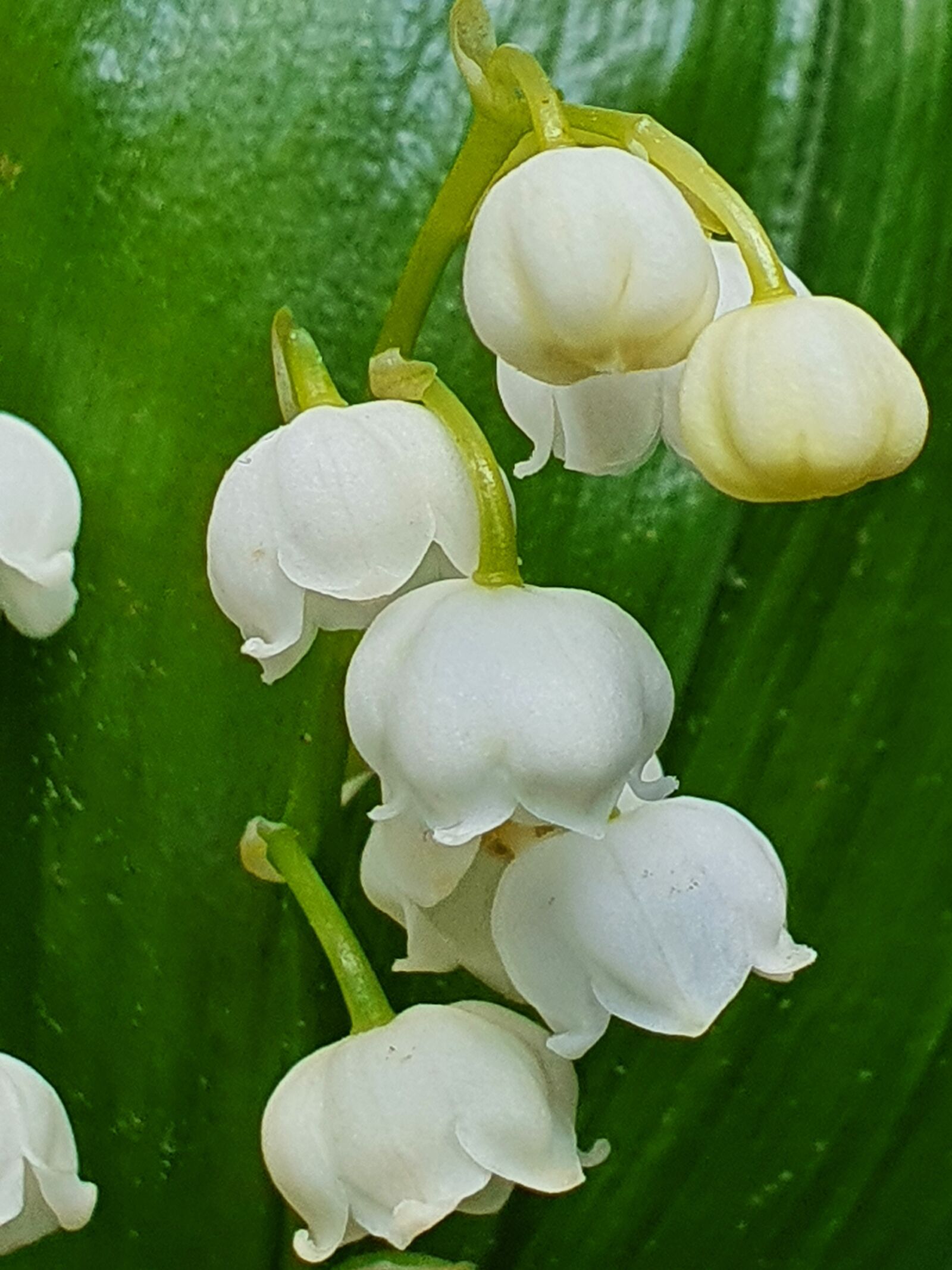 Samsung Galaxy S10+ sample photo. Flowers, lily of the photography