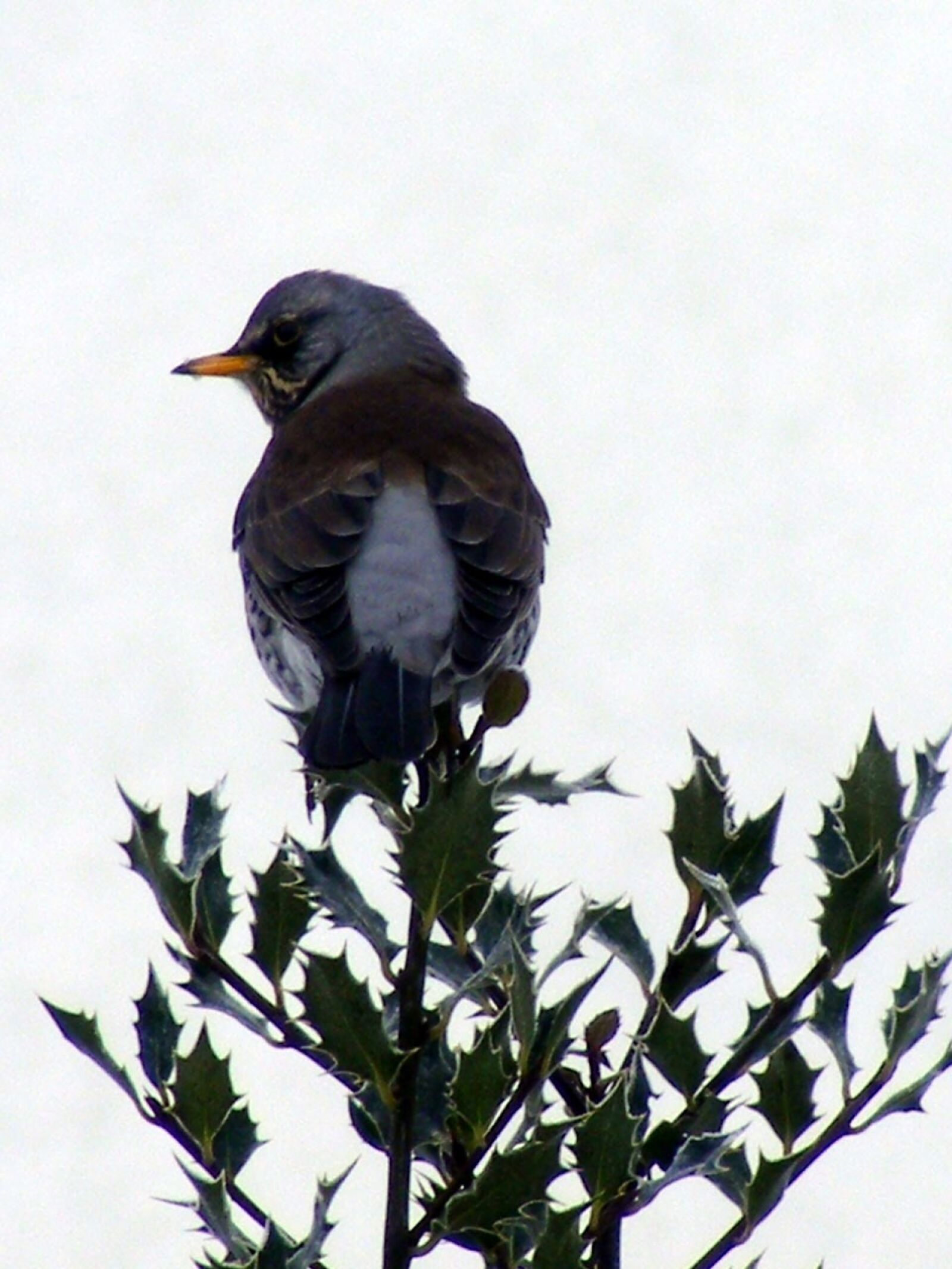 Fujifilm FinePix S5700 S700 sample photo. Bird, blue, holly photography