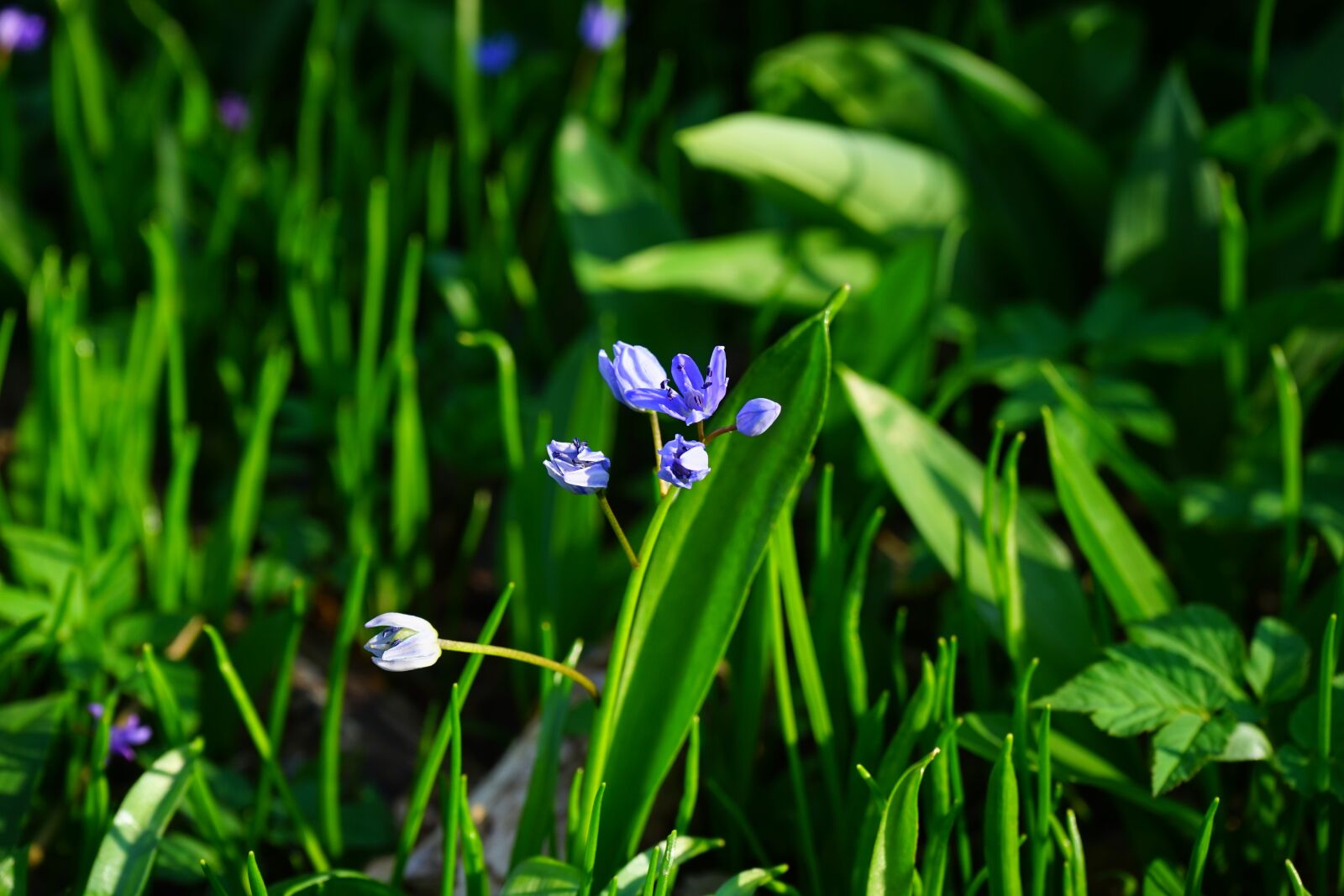 Sony a7 + Sony FE 28-70mm F3.5-5.6 OSS sample photo. Blue star, scilla, blossom photography