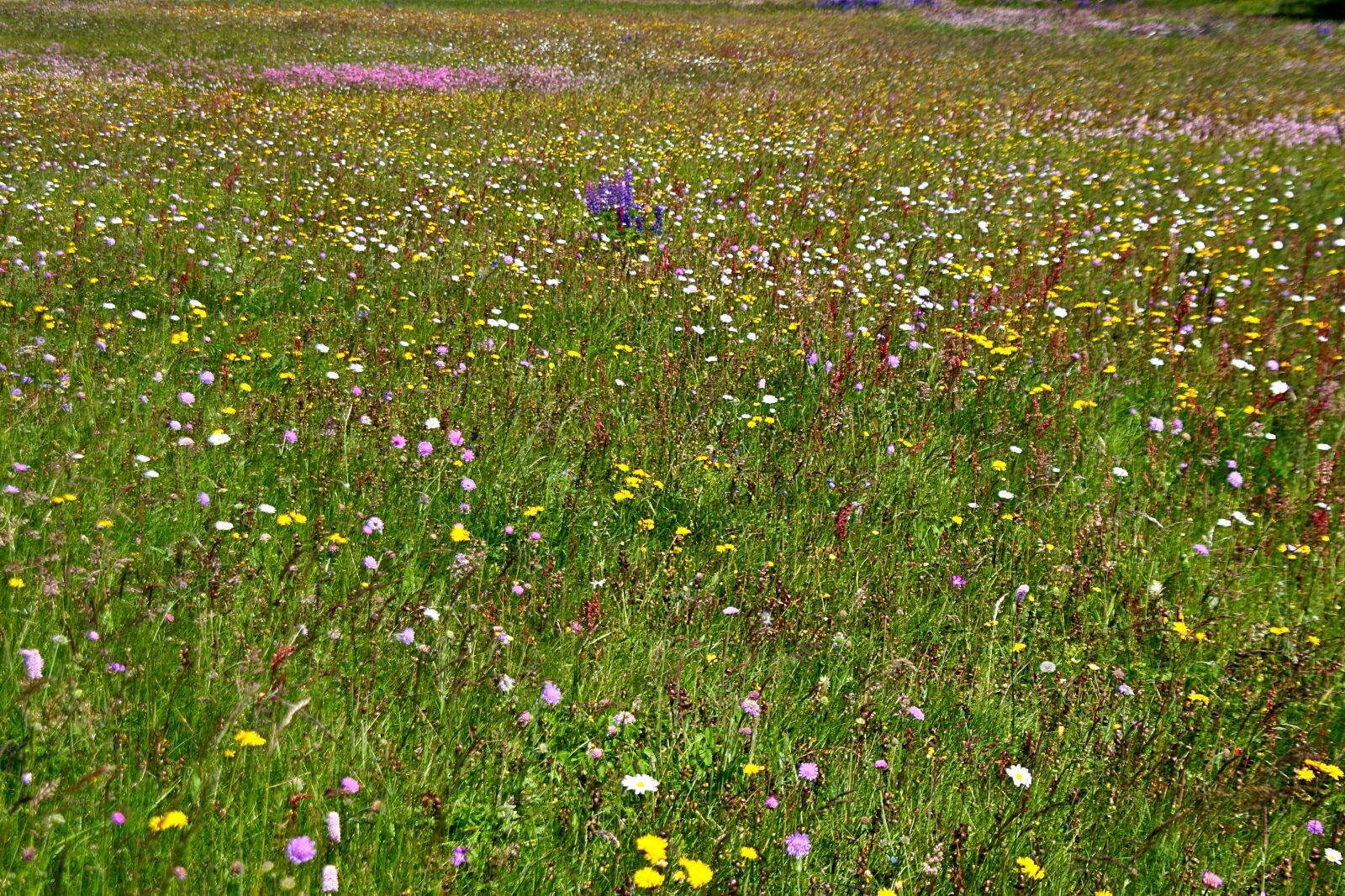 Canon EOS 30D sample photo. Spring meadow, flower meadow photography