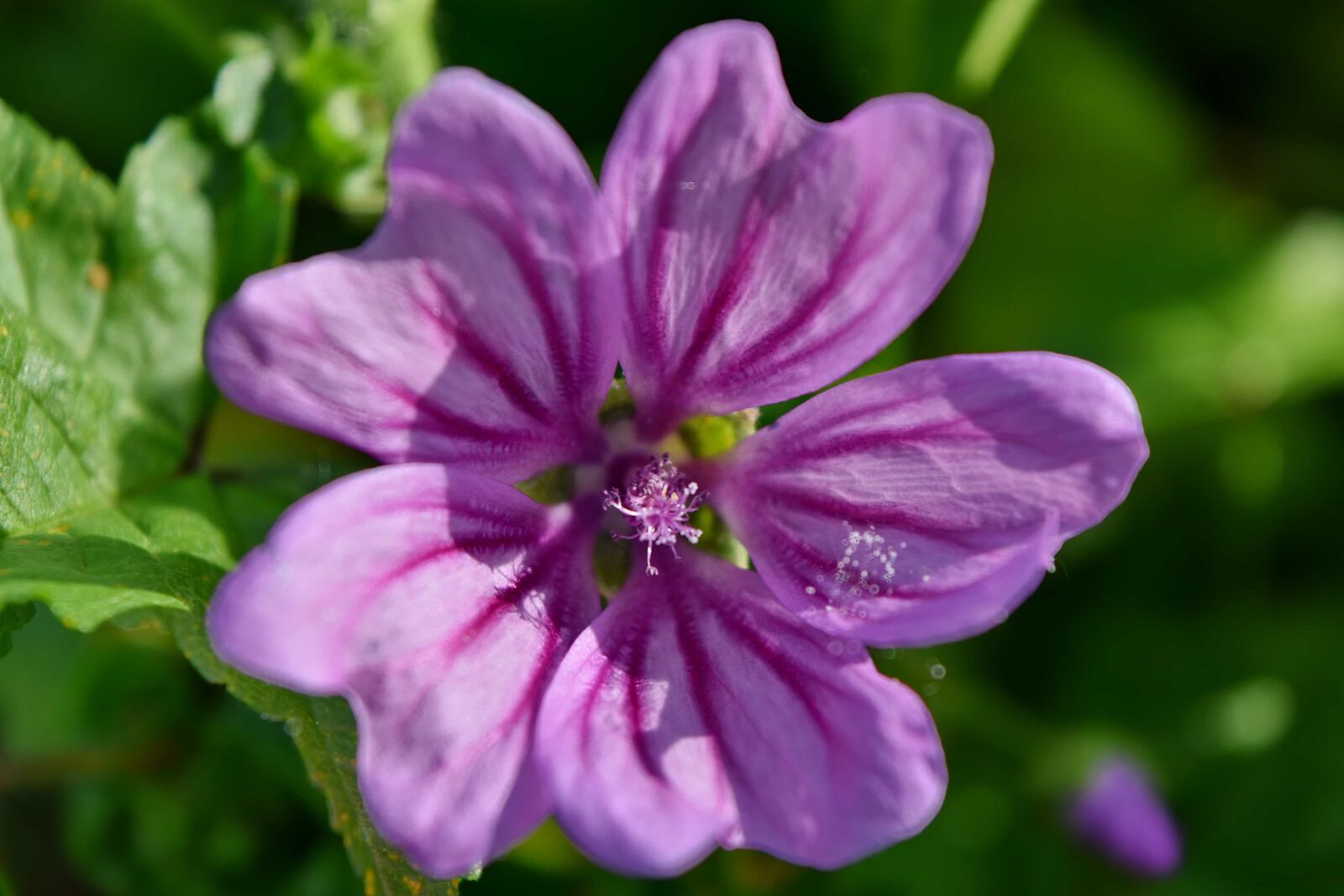 Nikon D5500 sample photo. Detail, pistil, flora, garden photography