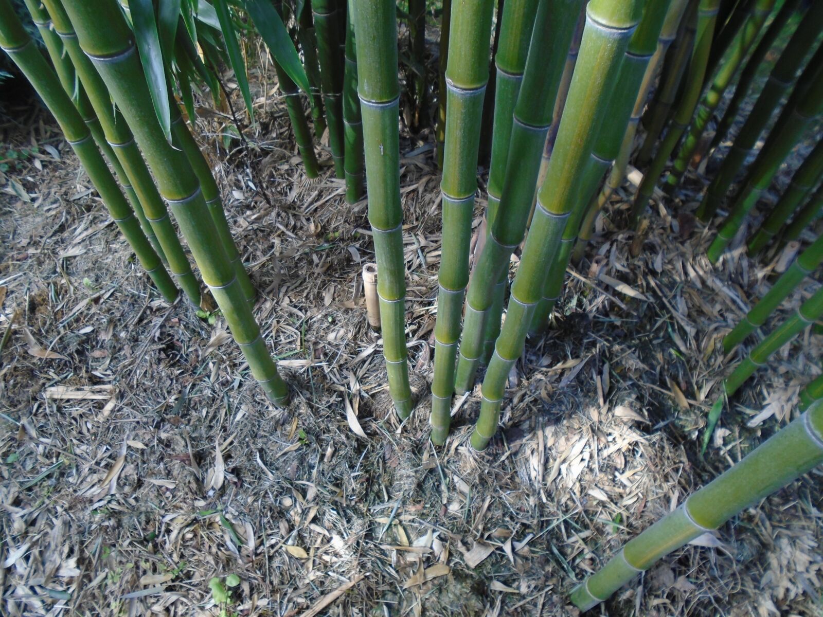 Sony Cyber-shot DSC-W800 sample photo. Bamboo, bamboo stem, plant photography