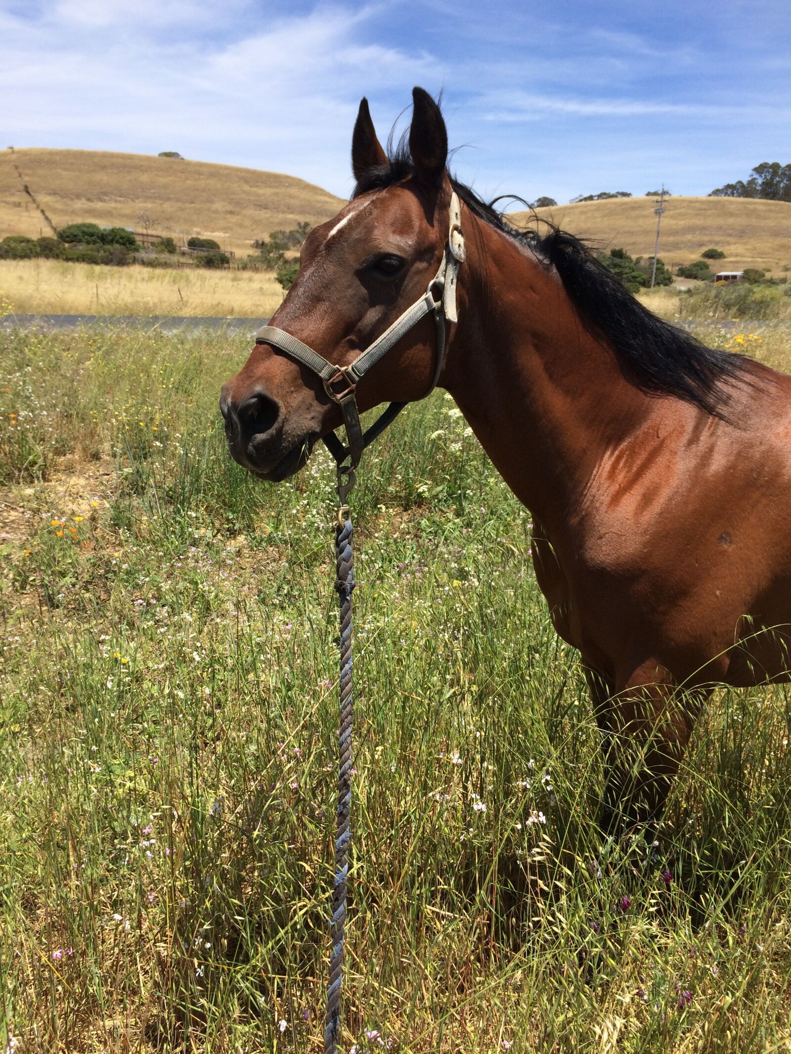iPhone 5s back camera 4.15mm f/2.2 sample photo. Horse, field, animal photography