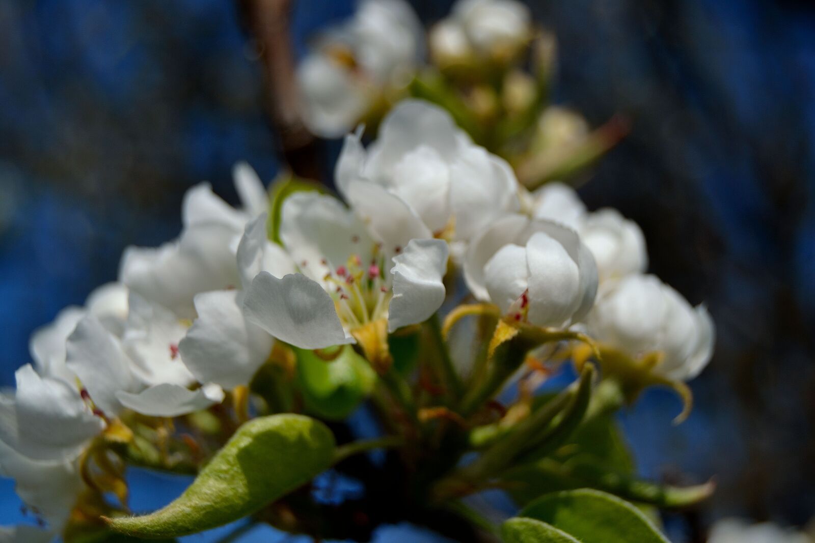 Nikon D3100 sample photo. Blossom, cherry, blossom cherry photography