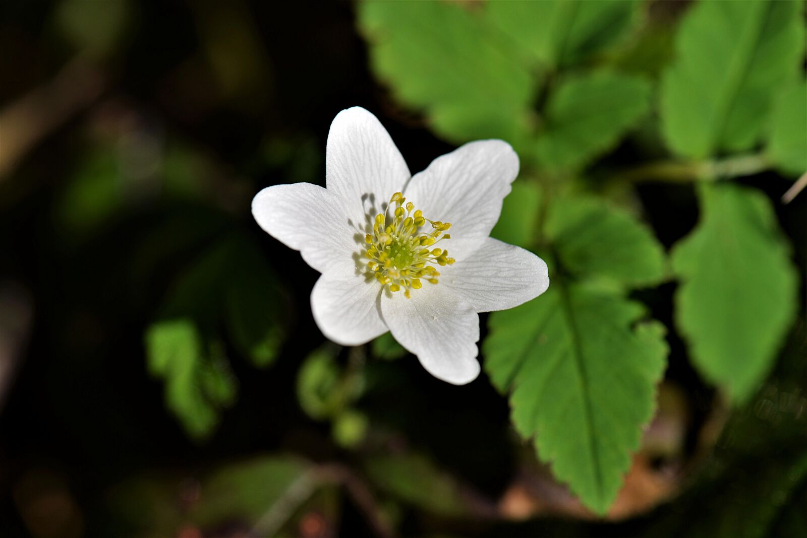 Nikon D610 sample photo. Wood anemone, blossom, bloom photography