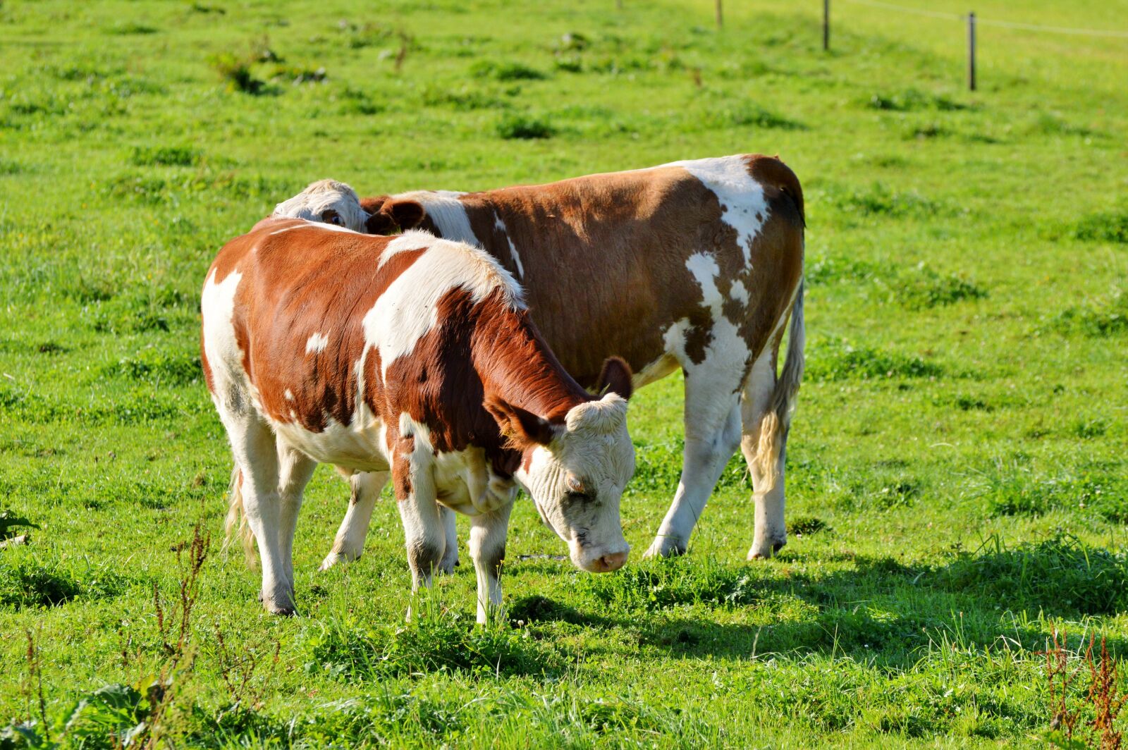 Nikon D3200 sample photo. Cow, beef, ruminant photography